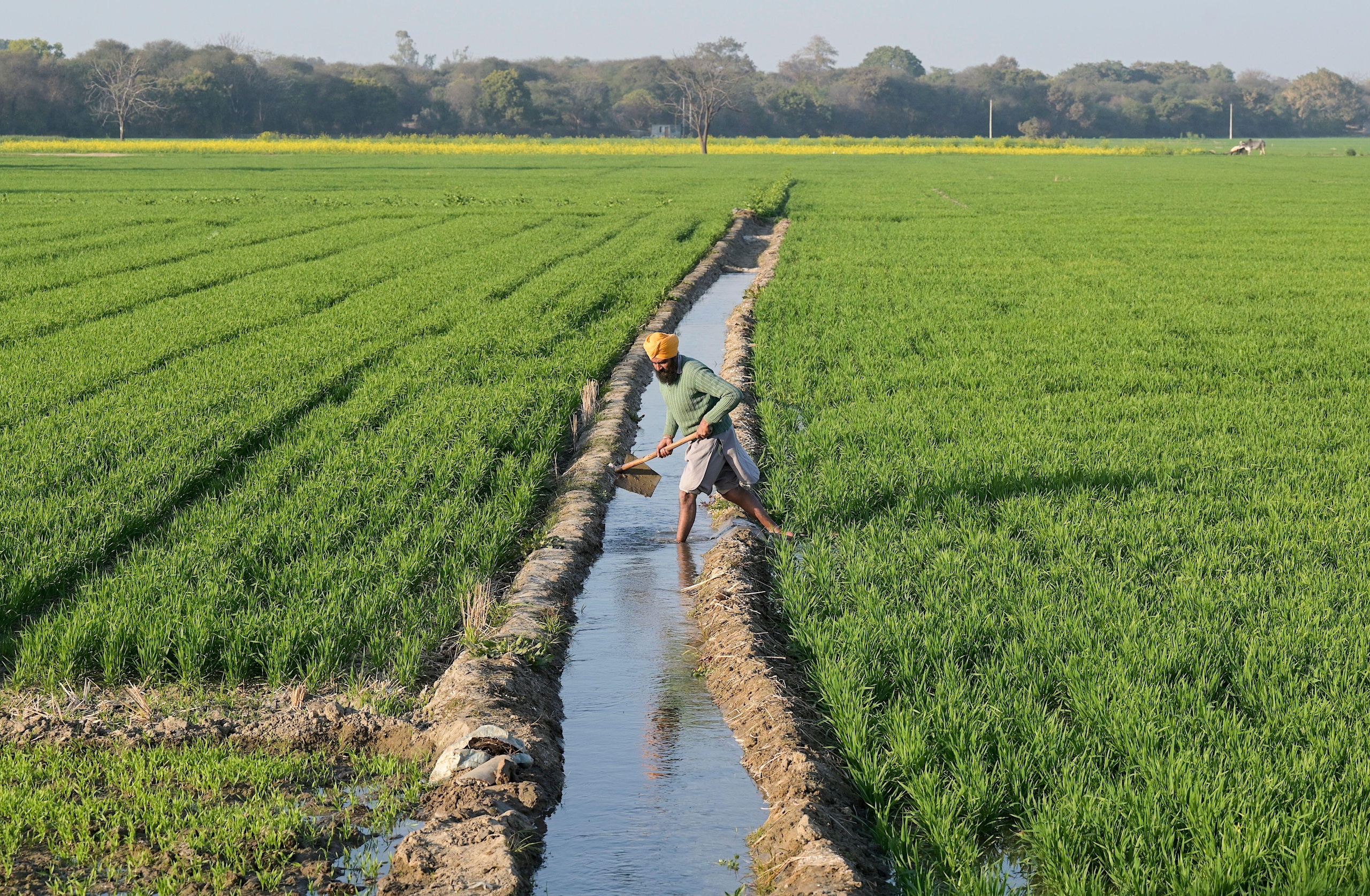 <p>A farmer irrigates his wheat fields in India’s Punjab state using groundwater (Image: Joerg Boethling / Alamy)</p>
