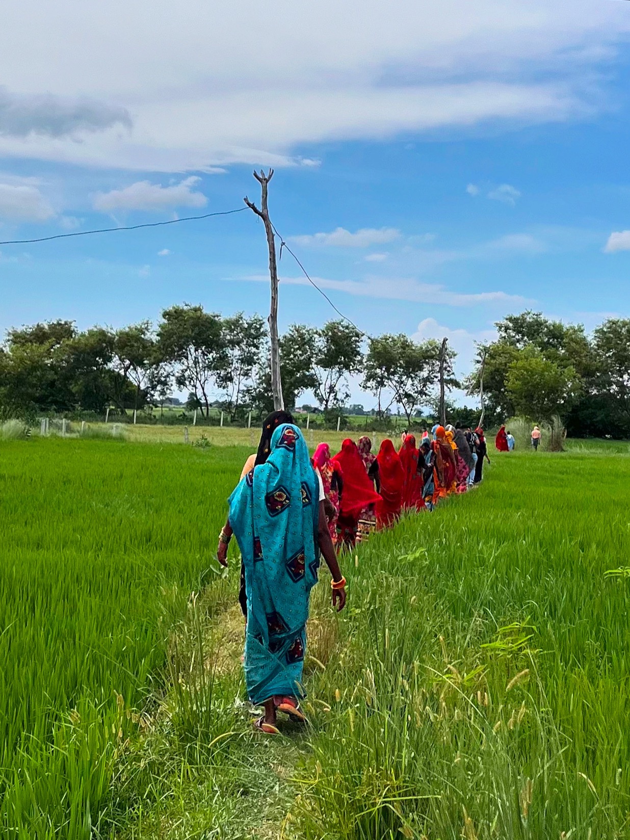A group of women in colourful saris walk through rice fields under a blue sky