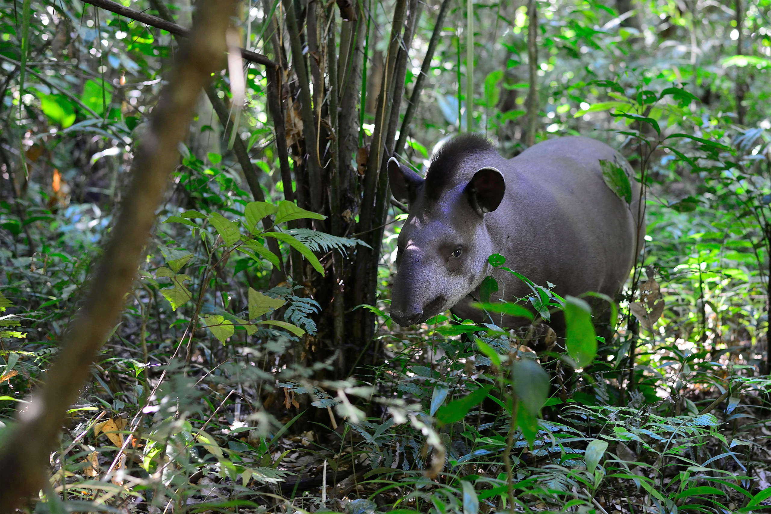 Anta (Tapirus terrestris) no departamento de Beni, norte da Bolívia