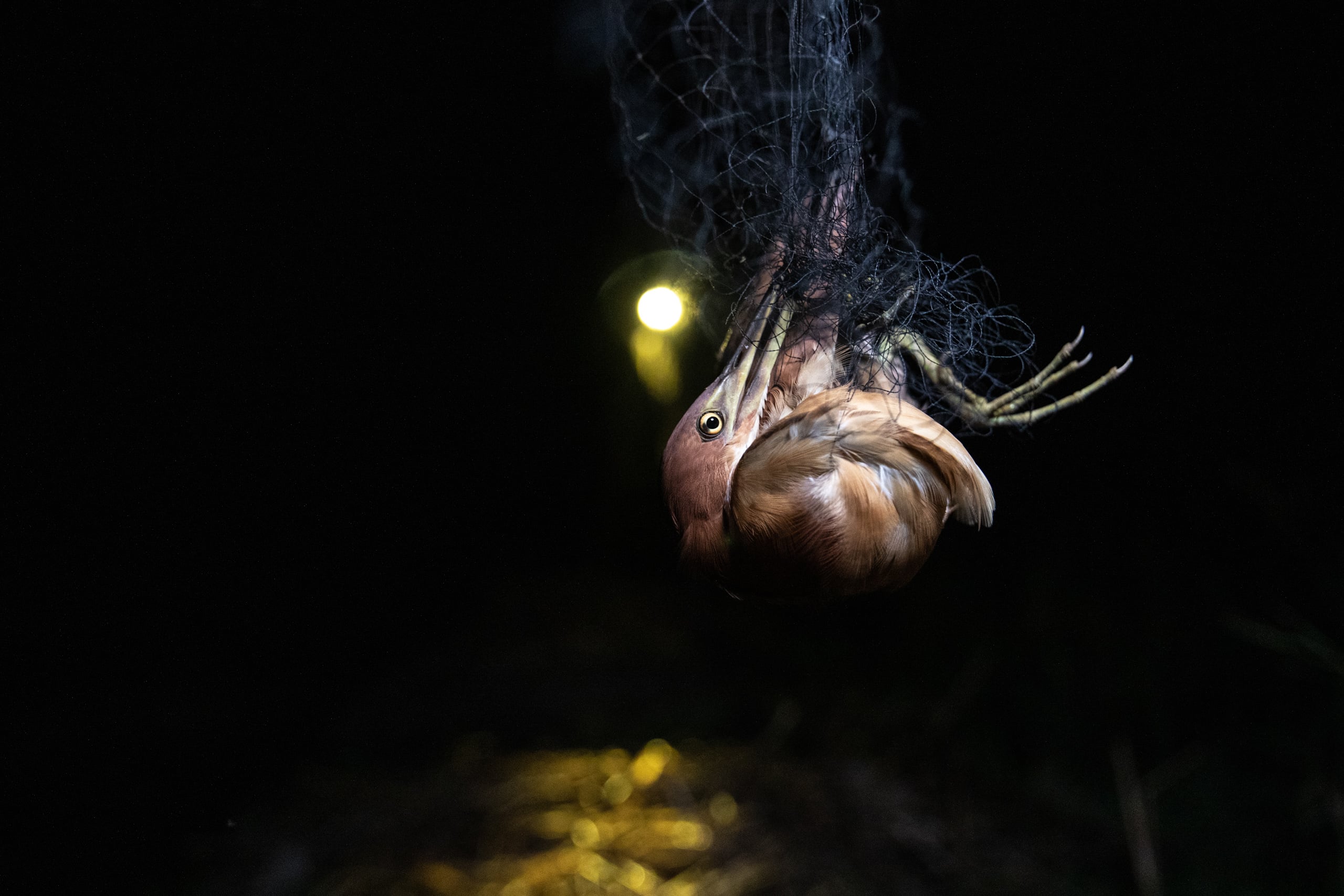 Ave atrapada en una red