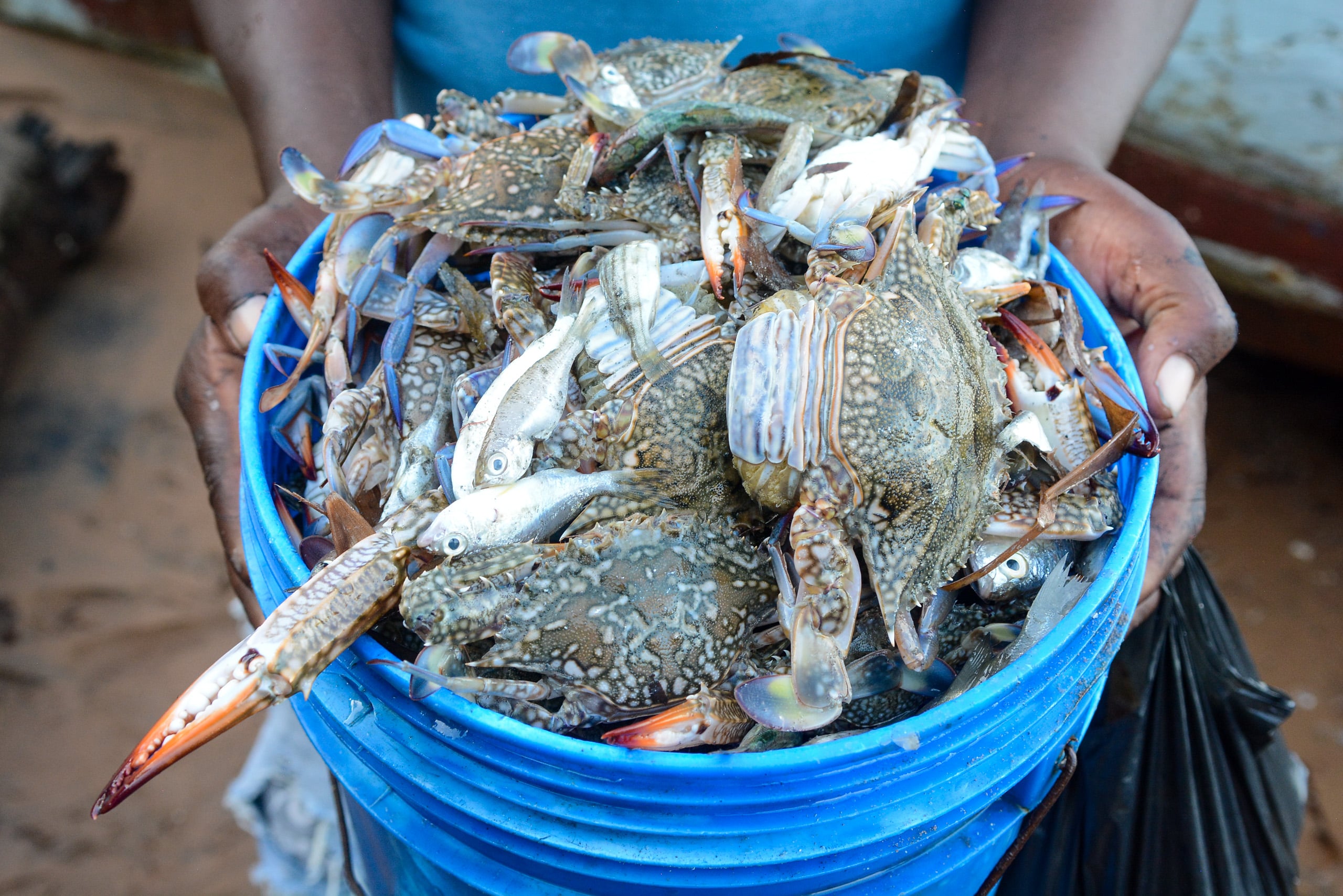 Pescados y cangrejos en un balde azul