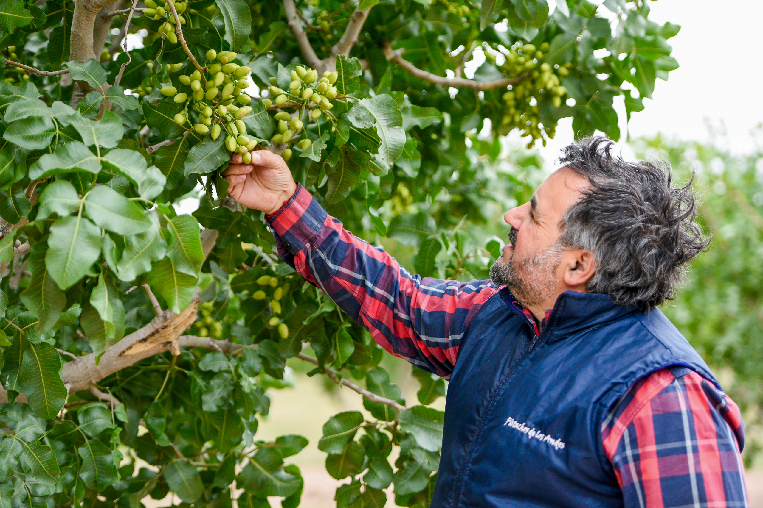 Pablo García, engenheiro agrônomo que administra a produção na fazenda Pistachos de los Andes