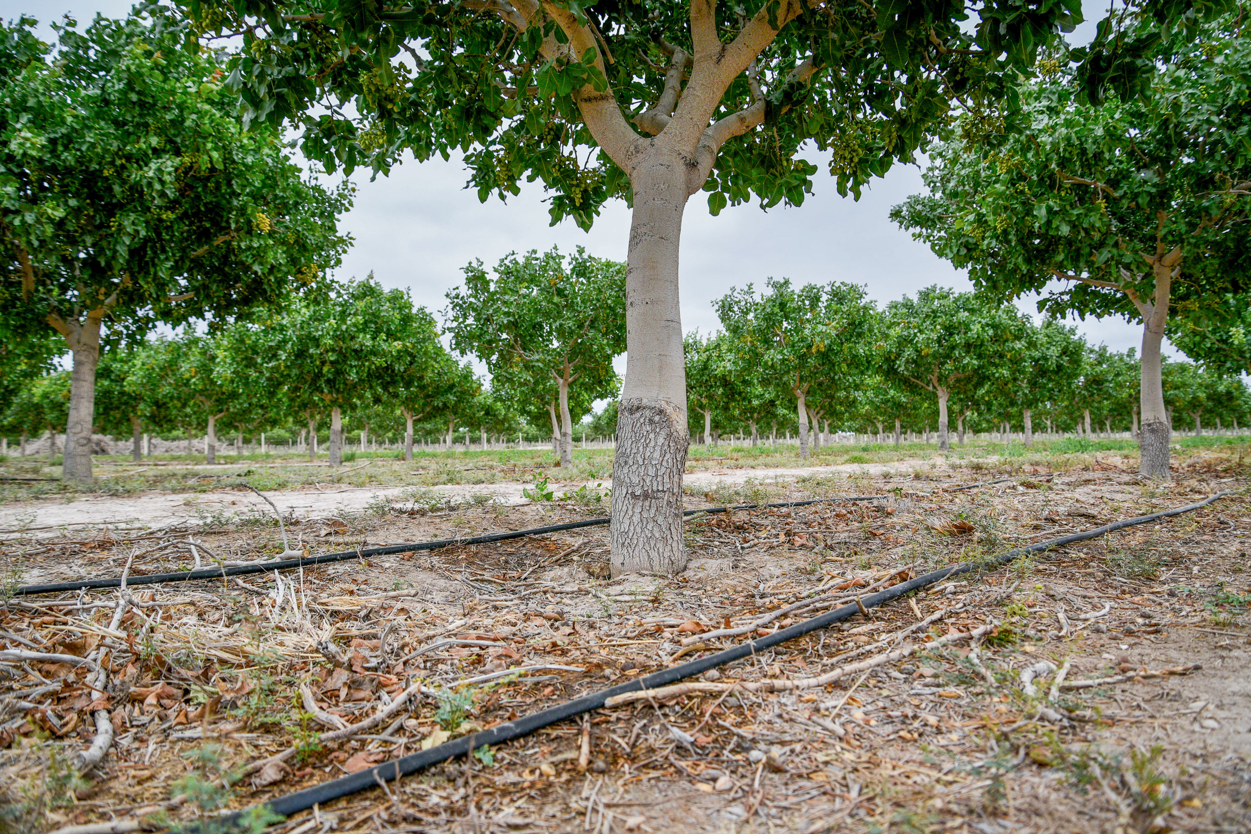 Rows of trees stretches across a field