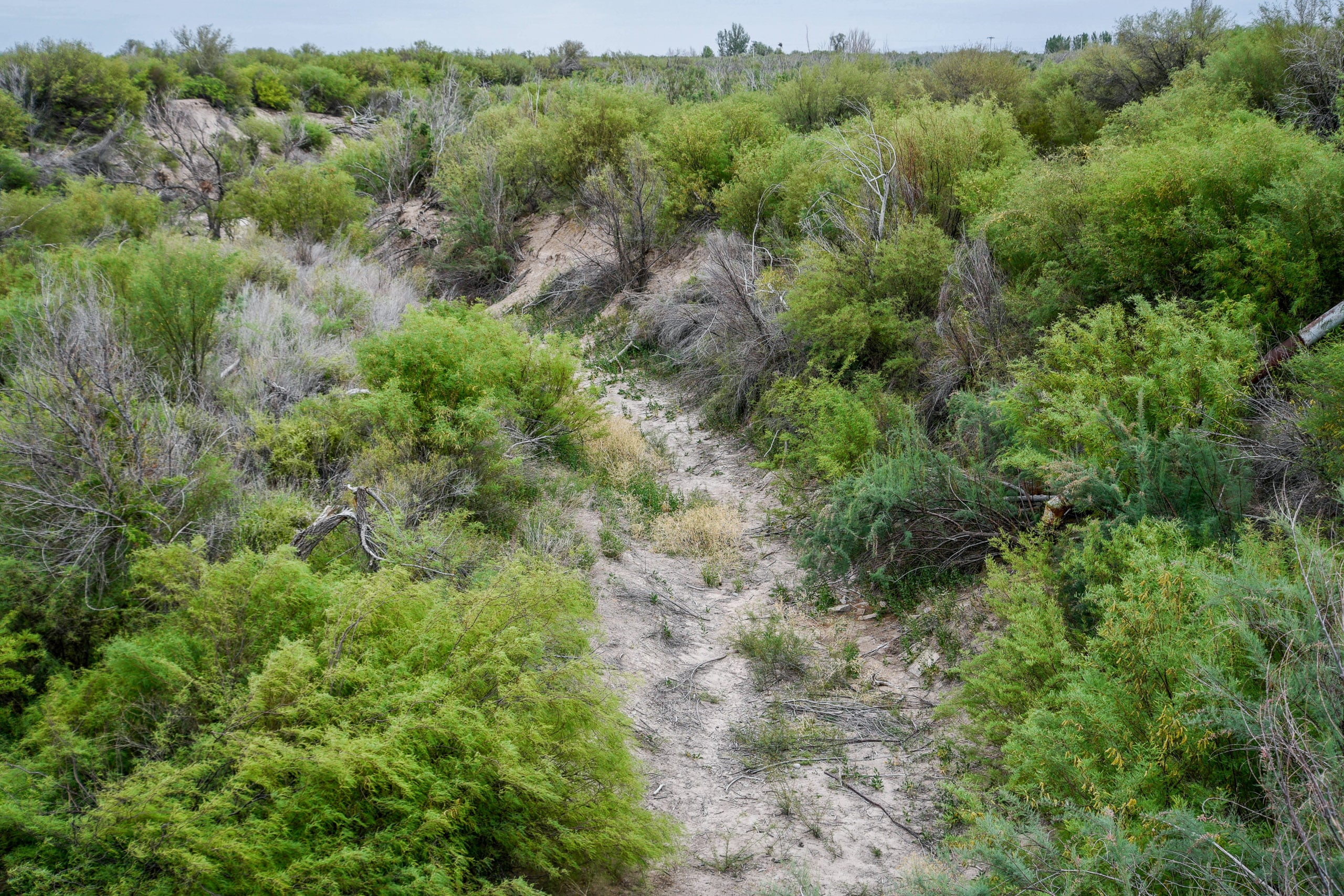 Un paisaje con arbustos densos, árboles dispersos y un curso de agua seco que serpentea entre la vegetación bajo un cielo nublado