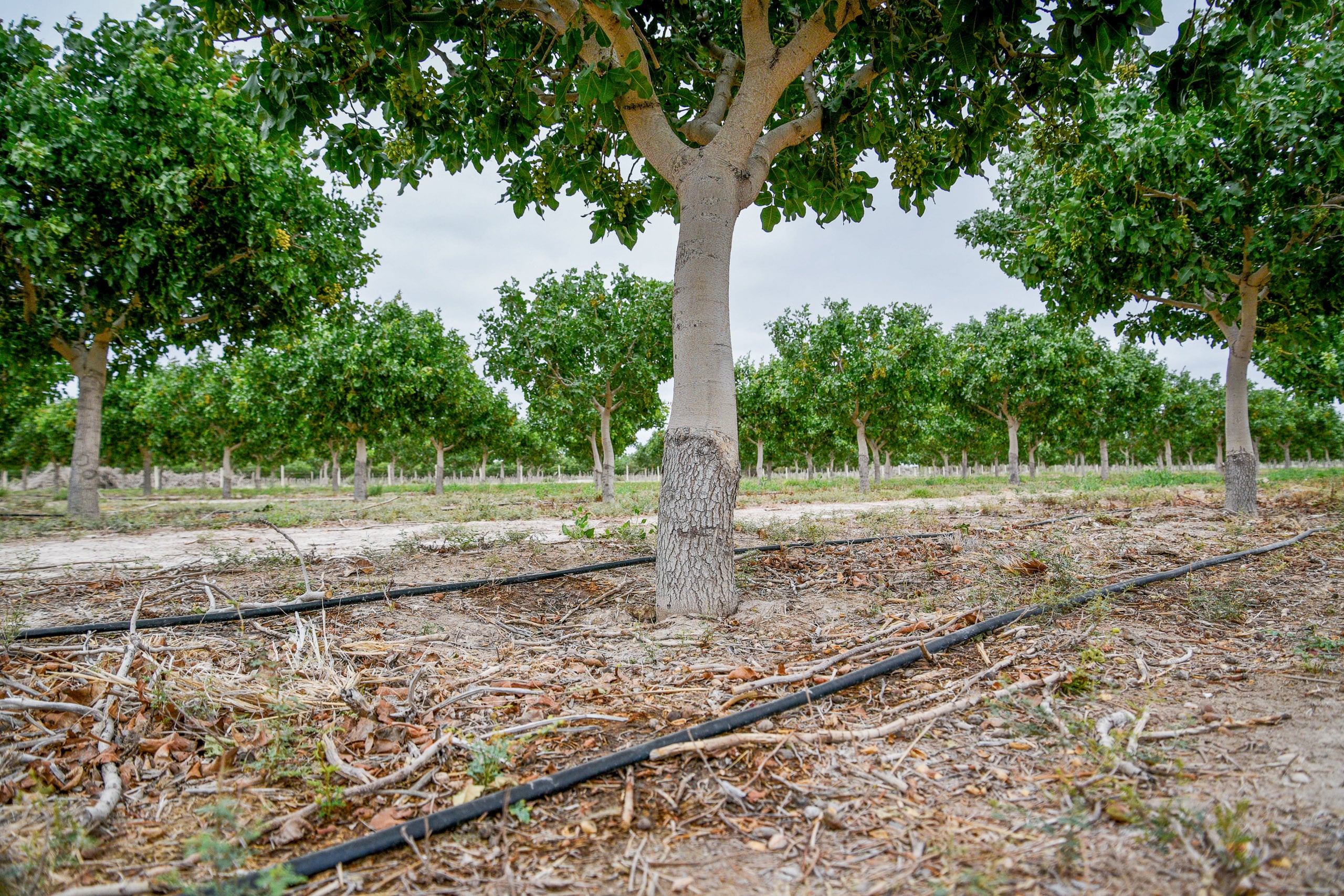 Hileras de árboles se extienden a lo largo de un campo