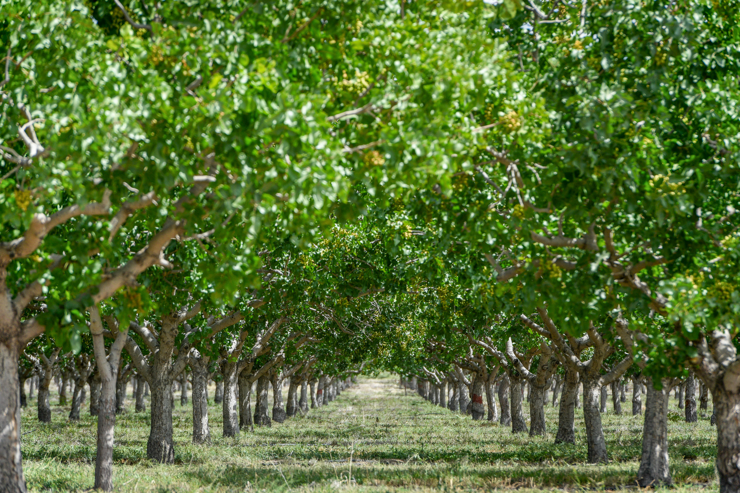 A neat row of pistachio trees in a farm