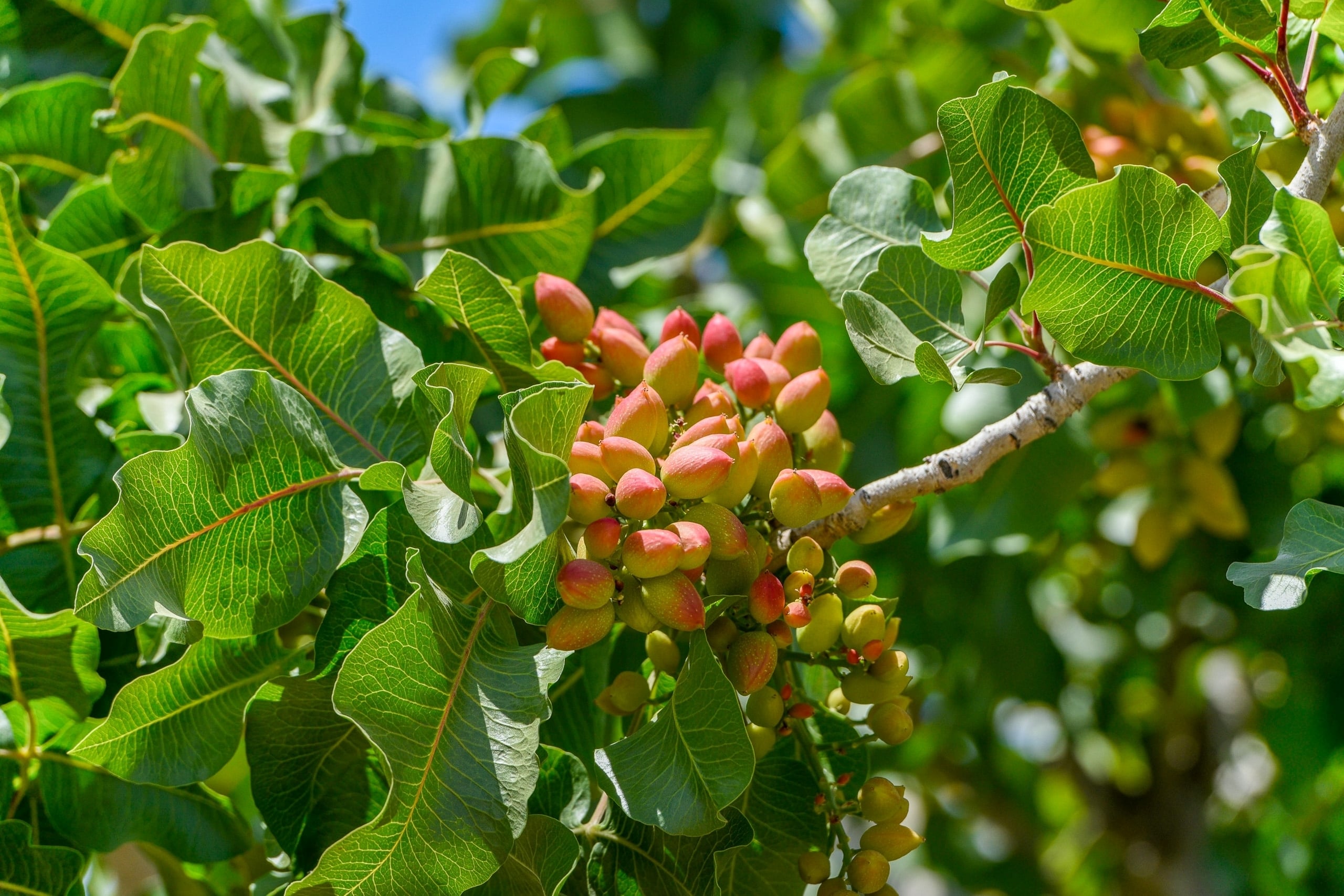 Frutos de pistache amadurecem na fazenda Pistachos de los Andes