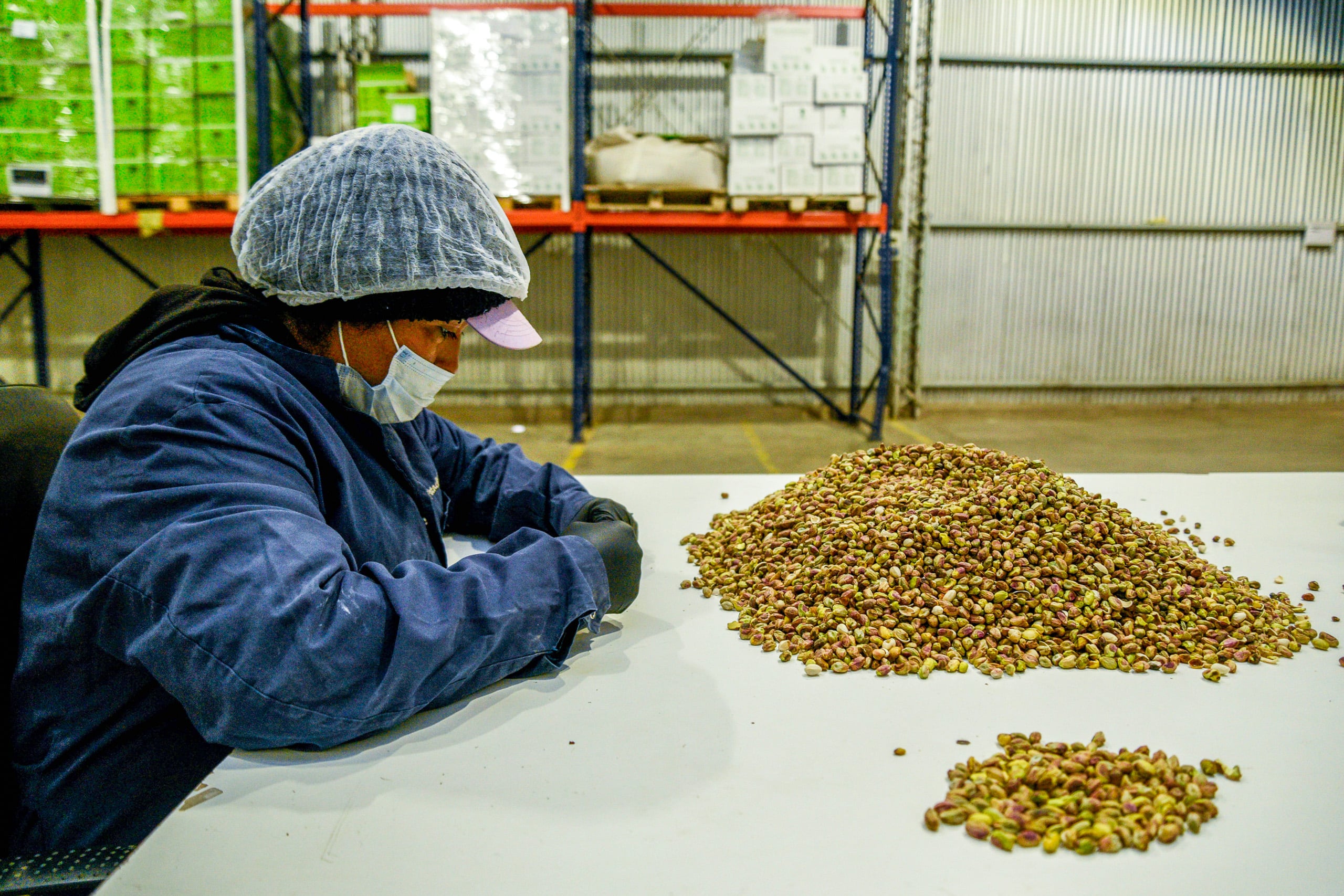 Controle de qualidade das sementes de pistache é manual na Pistachos de los Andes