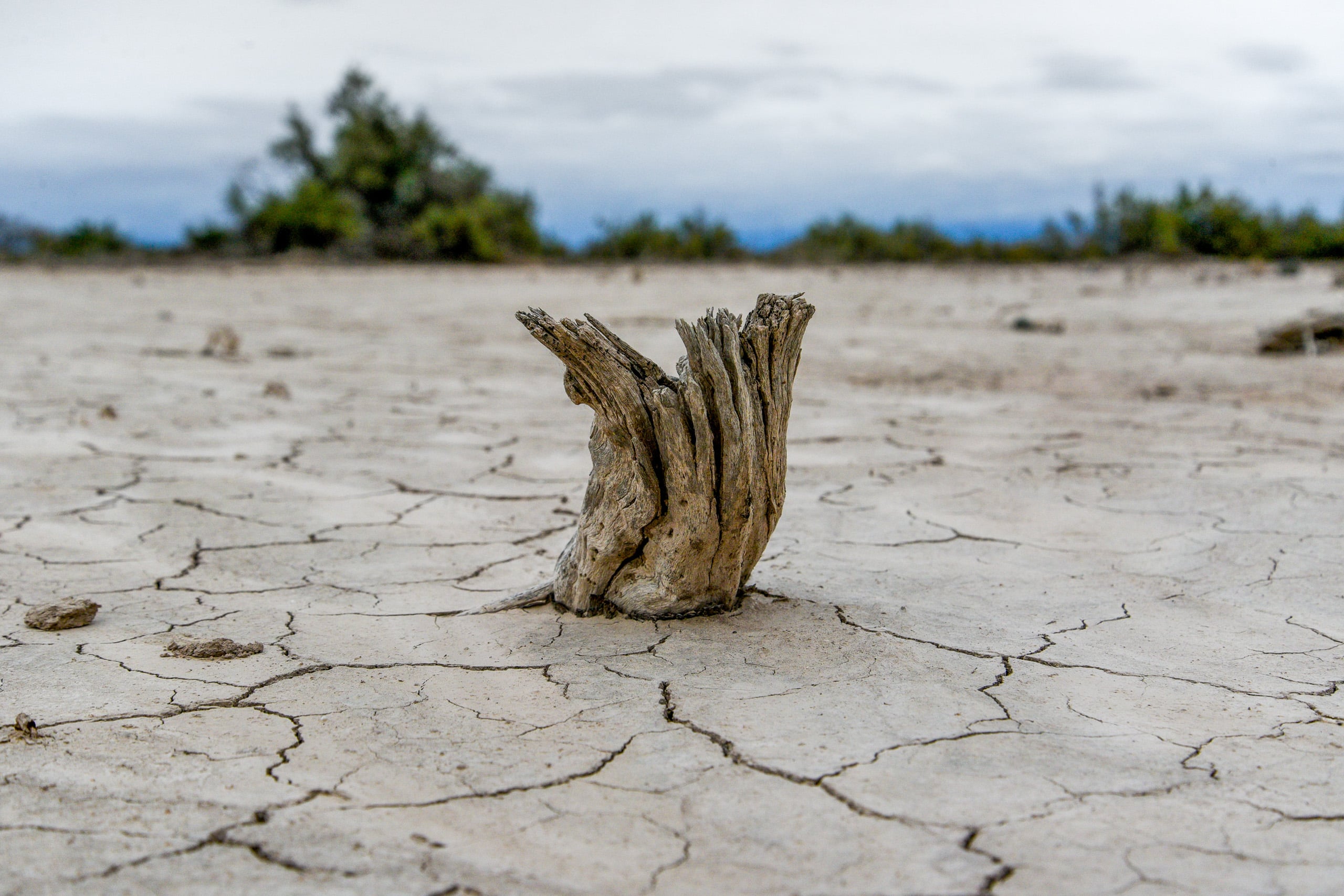 Un tronco de árbol seco, en tierra seca y agrietada bajo un cielo nublado