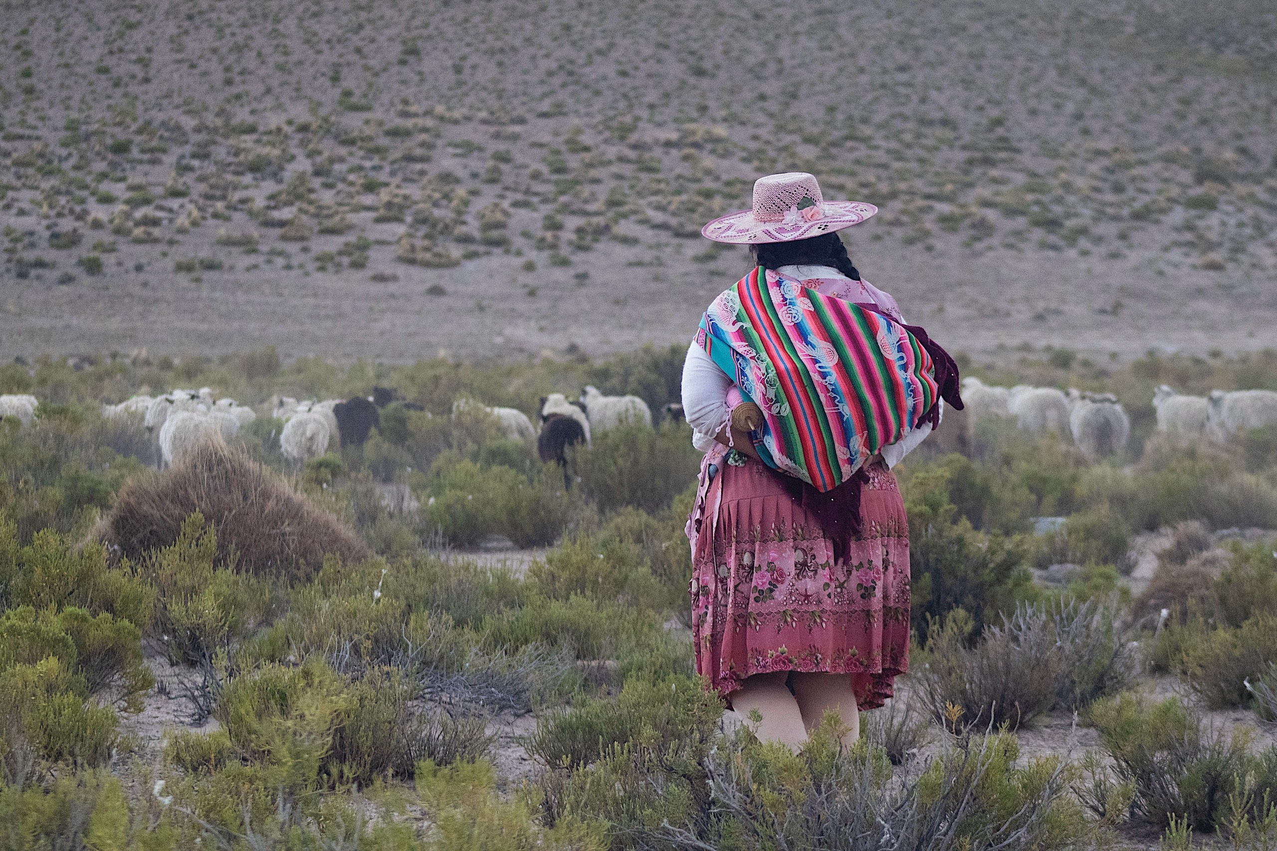 <p>A shepherd looks after her sheep in a rural area of Potosí, in the Bolivian highlands. The country’s new president, Rodrigo Paz, has promised to overcome an economic crisis with ‘capitalism for all’ and greater openness to the global market (Image: <a href="https://flic.kr/p/2qX6fX7">Arianna Rosso</a> / <a href="https://www.flickr.com/people/ariannarosso/">Flickr</a>, <a href="https://creativecommons.org/licenses/by-nc-sa/2.0/deed.pt-br">CC BY NC SA</a>)</p>