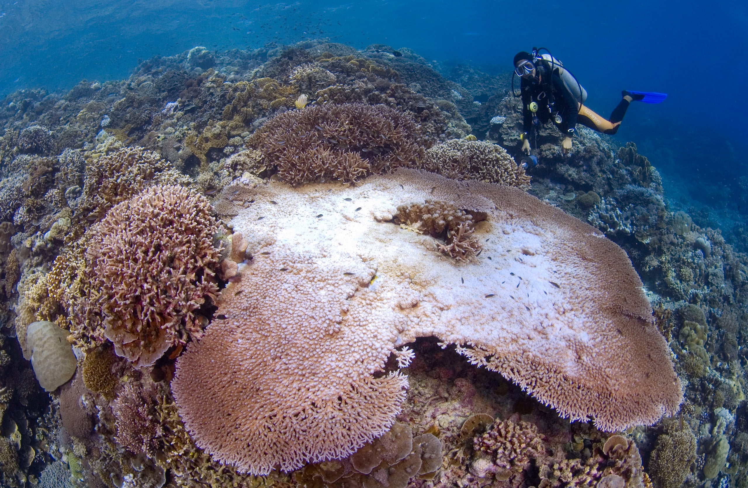 bleached coral on an atoll reef 