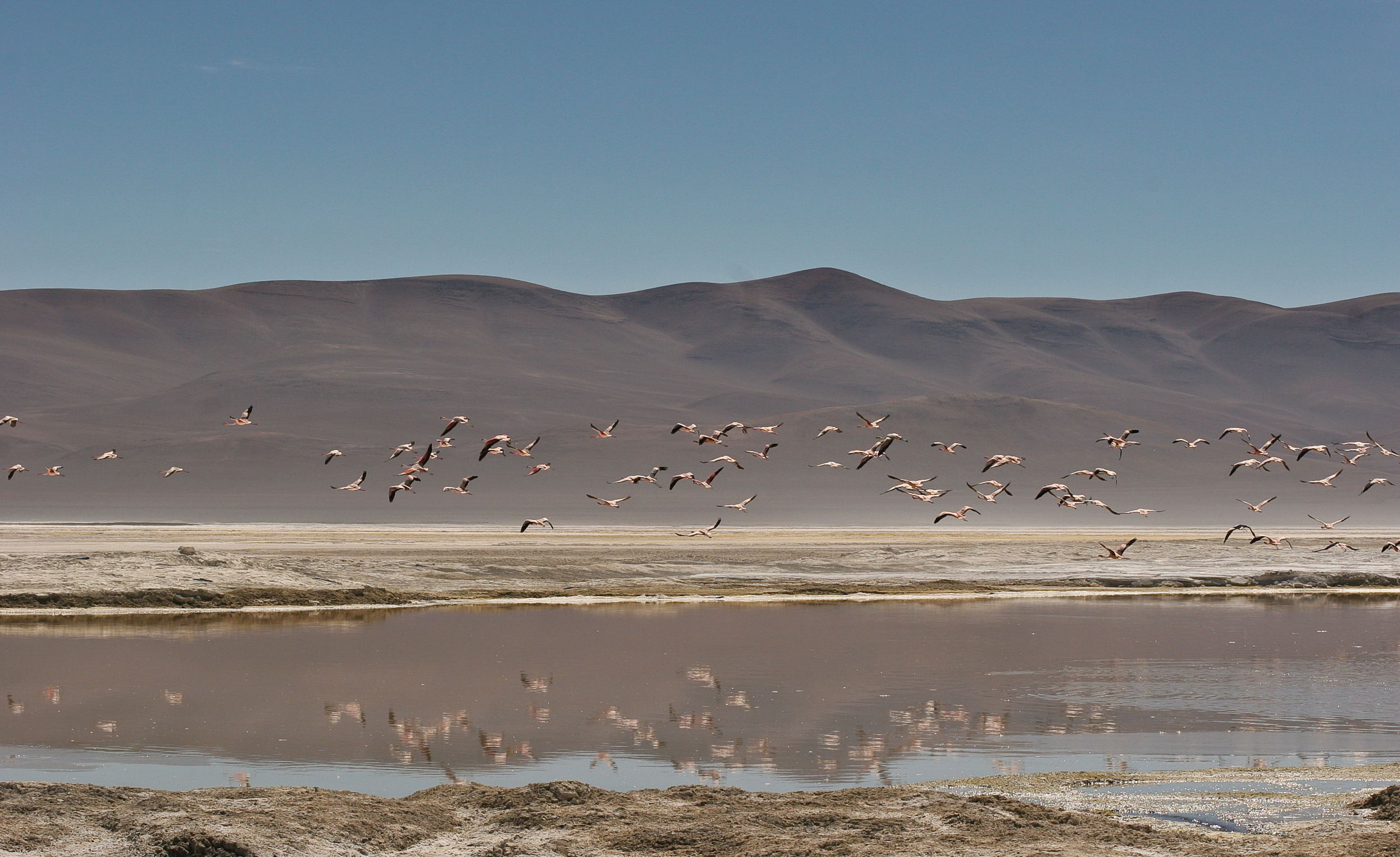 Flamencos sobrevuelan un lago salado en el desierto de Atacama