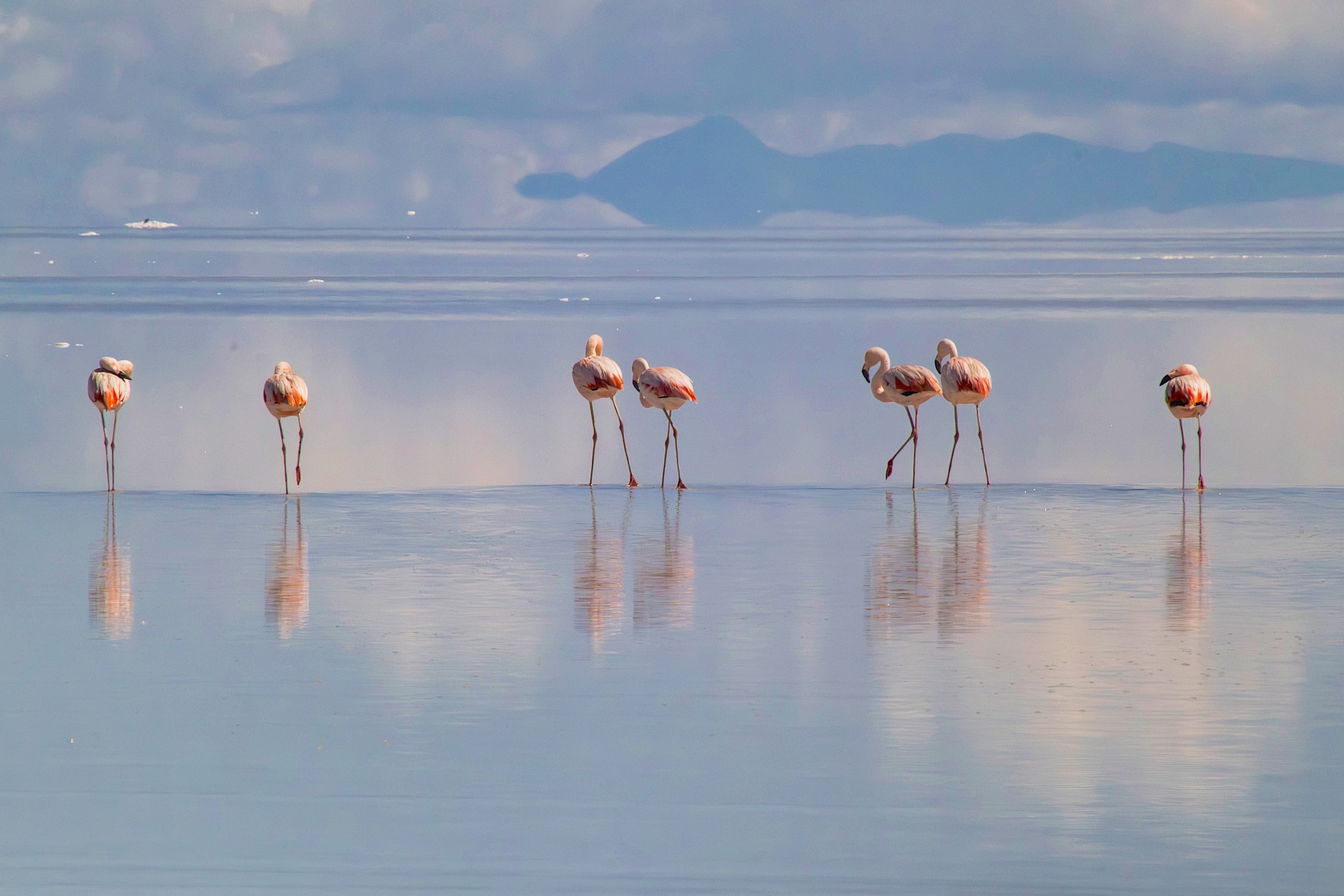 Seven flamingos stand in a salt lake, reflecting on its surface