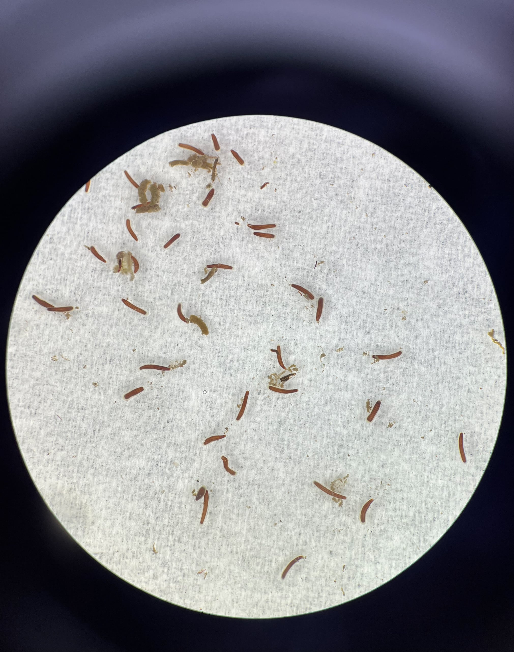 coral larvae on petri dish