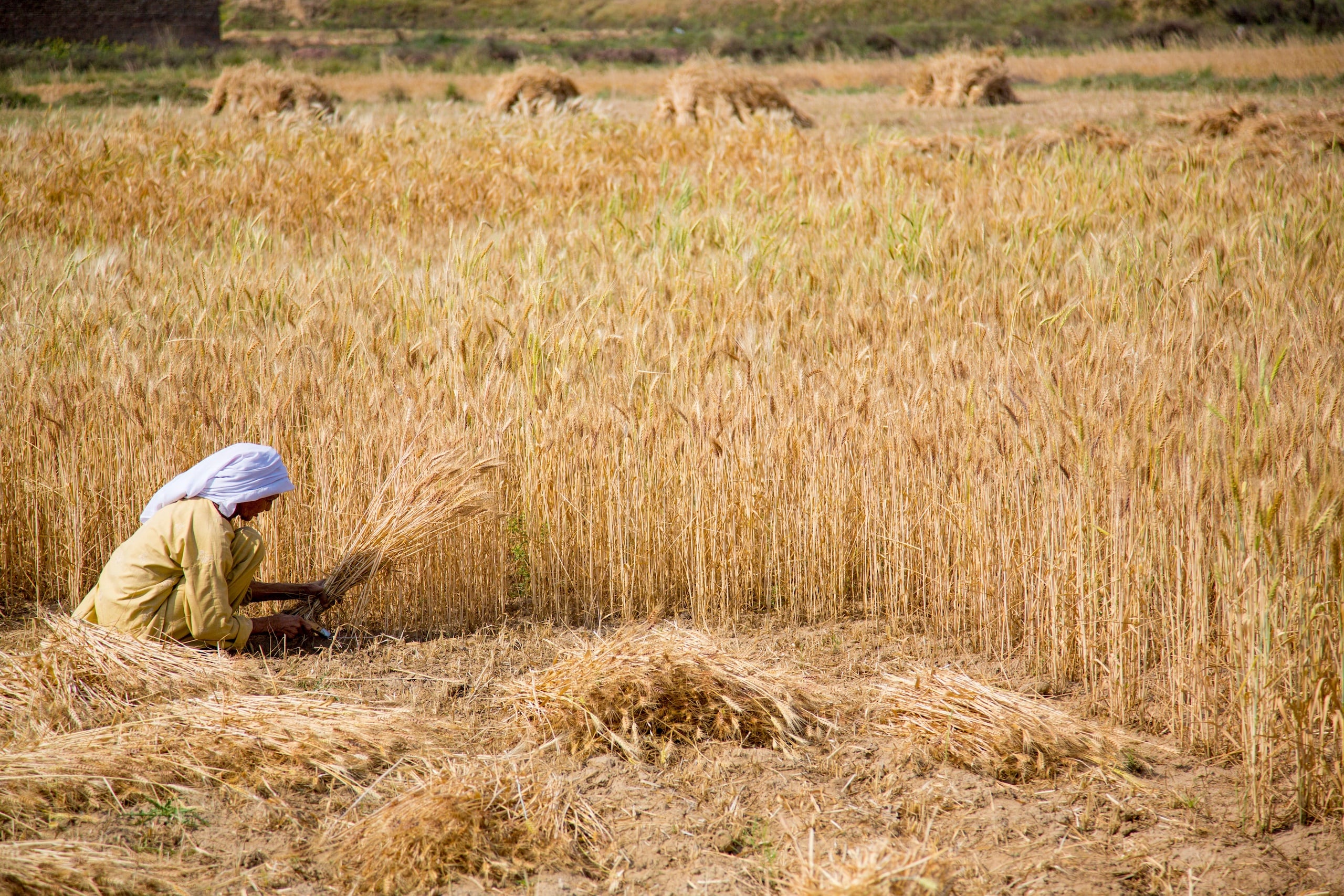 A female farmer in traditional attire harvests wheat stalks in a field