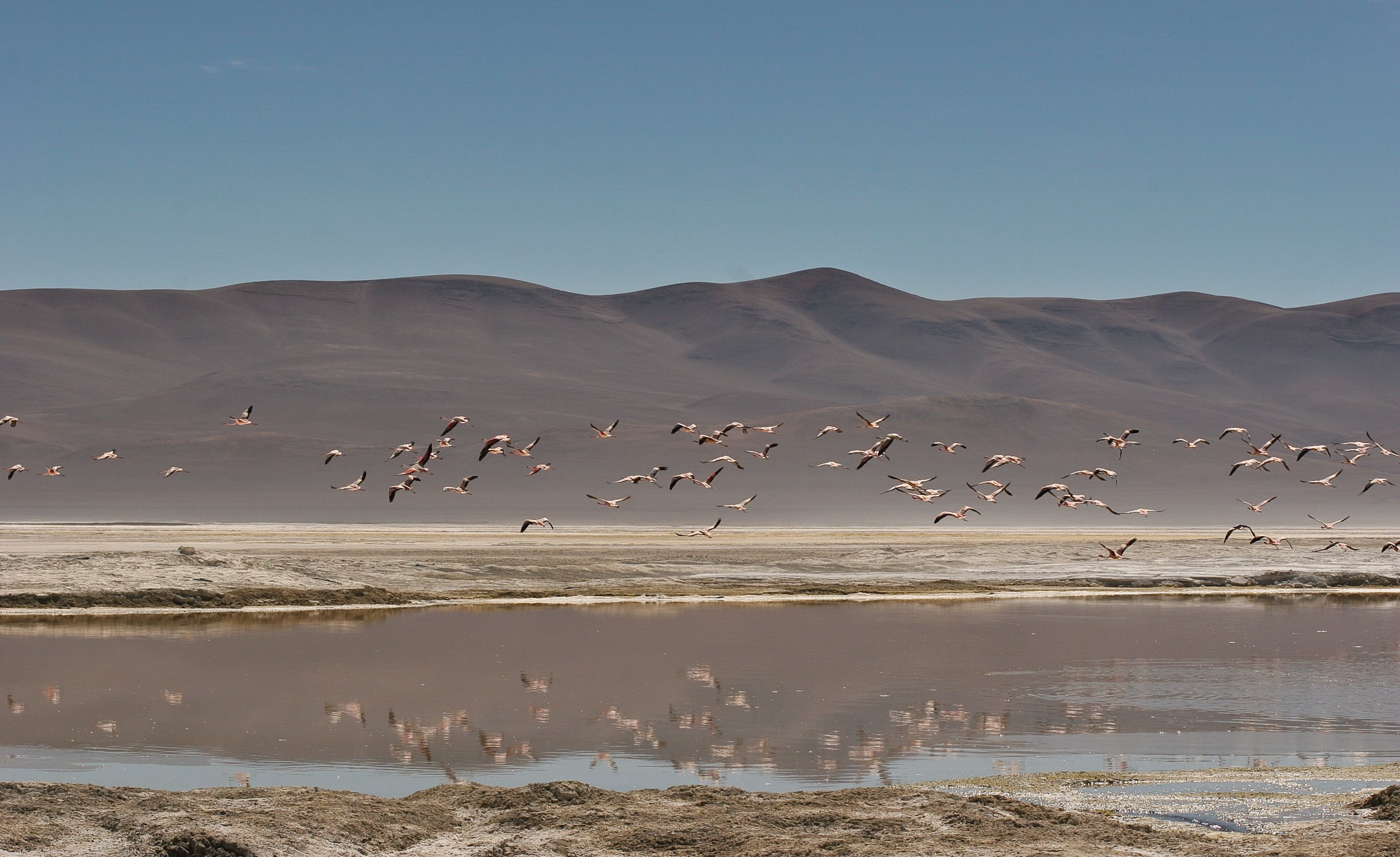 Flamingos sobrevoam lago salgado no Deserto de Atacama, norte do Chile