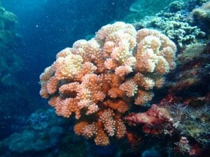 cauliflower coral (Pocillopora verrucosa)