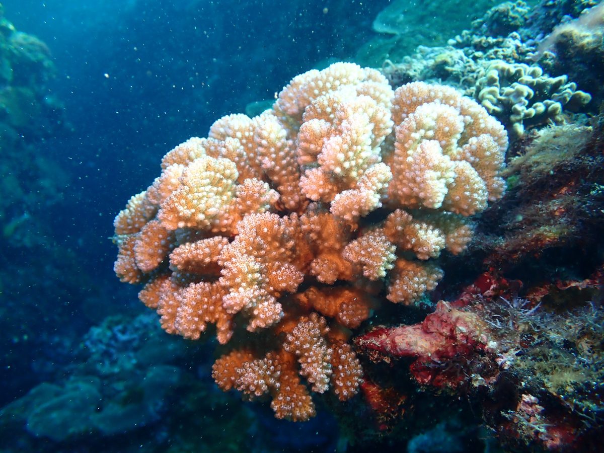 Could freezing coral larvae protect reefs from ocean warming?