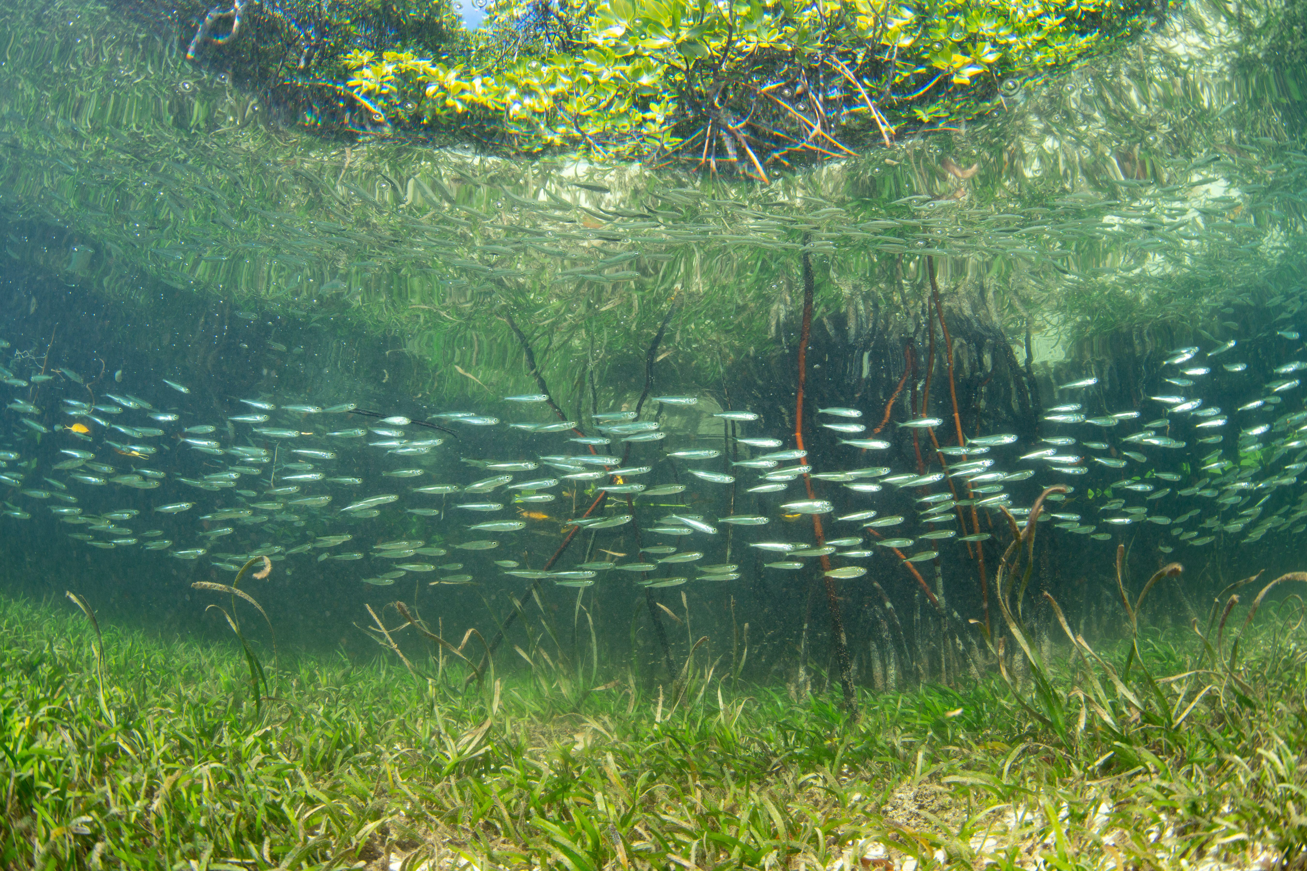 school of silversides swims over seagrass on the edge of a mangrove forest