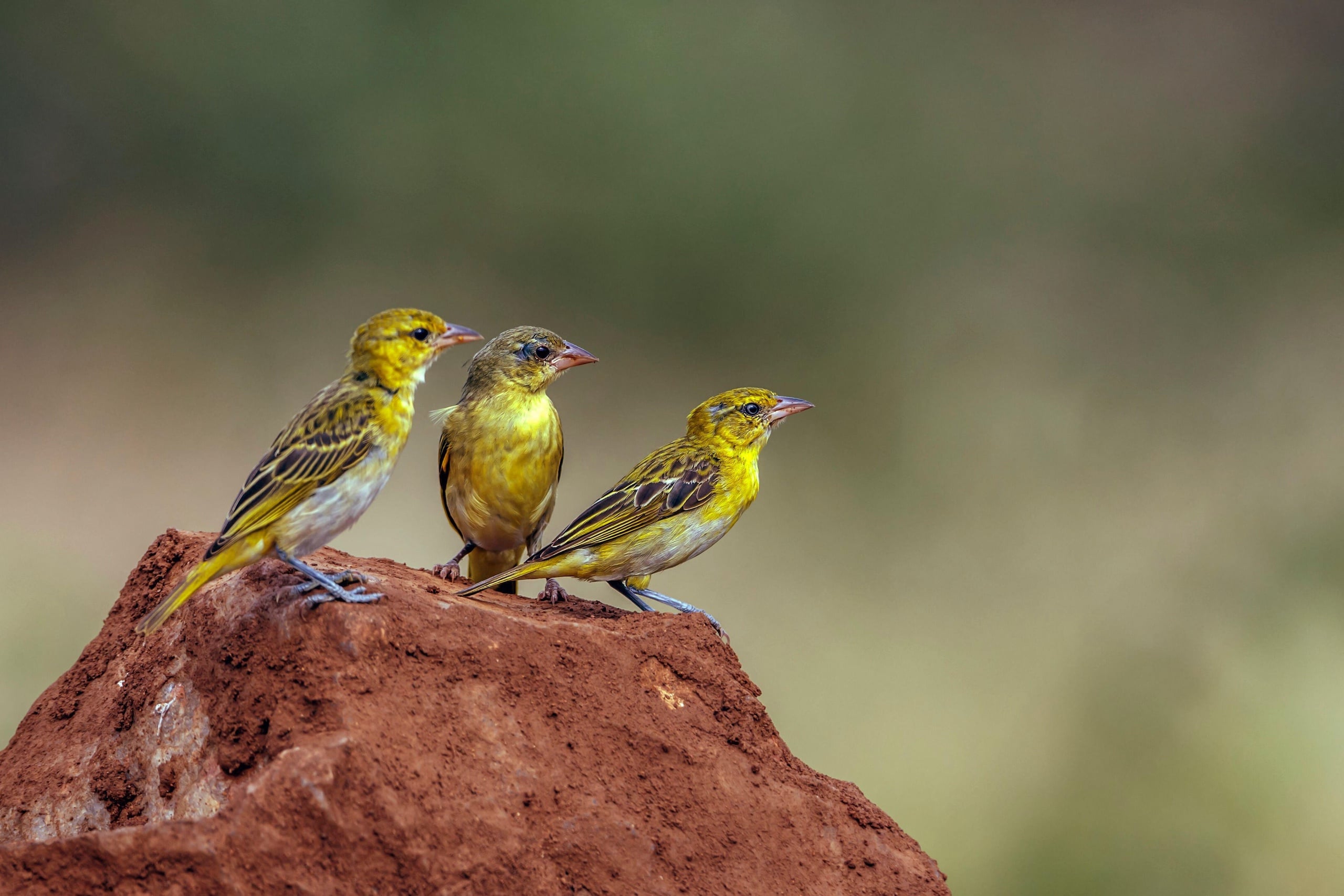 <p>Three lesser masked weavers perch on a rock in South Africa&#8217;s Kruger National Park (Image: Patrice Correia / Biosphoto / Alamy)</p>