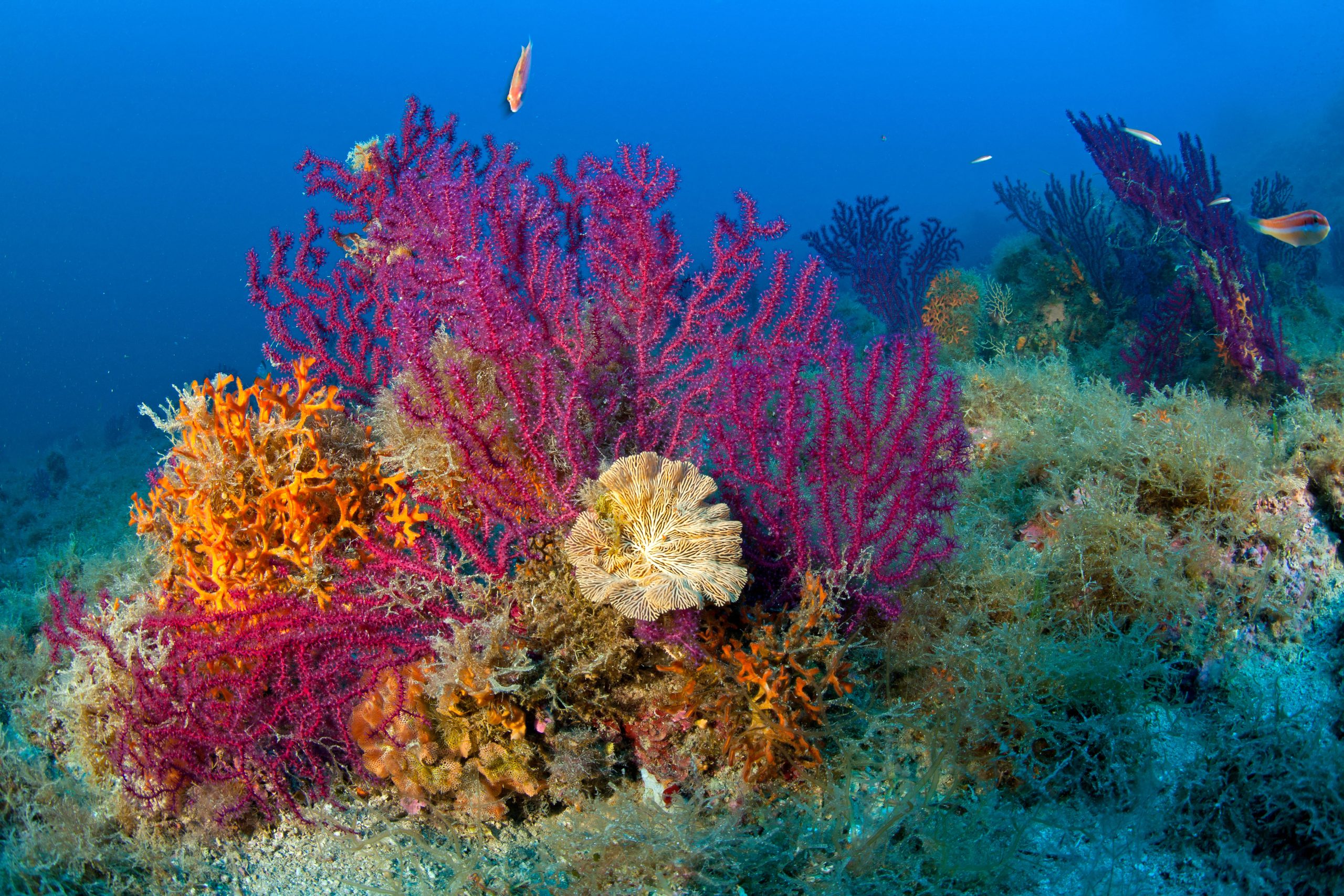<p>Calcifers such as corals and bryozans are among the first species to feel the impact of ocean acidification (Image: Oceans Image / Alamy)</p>