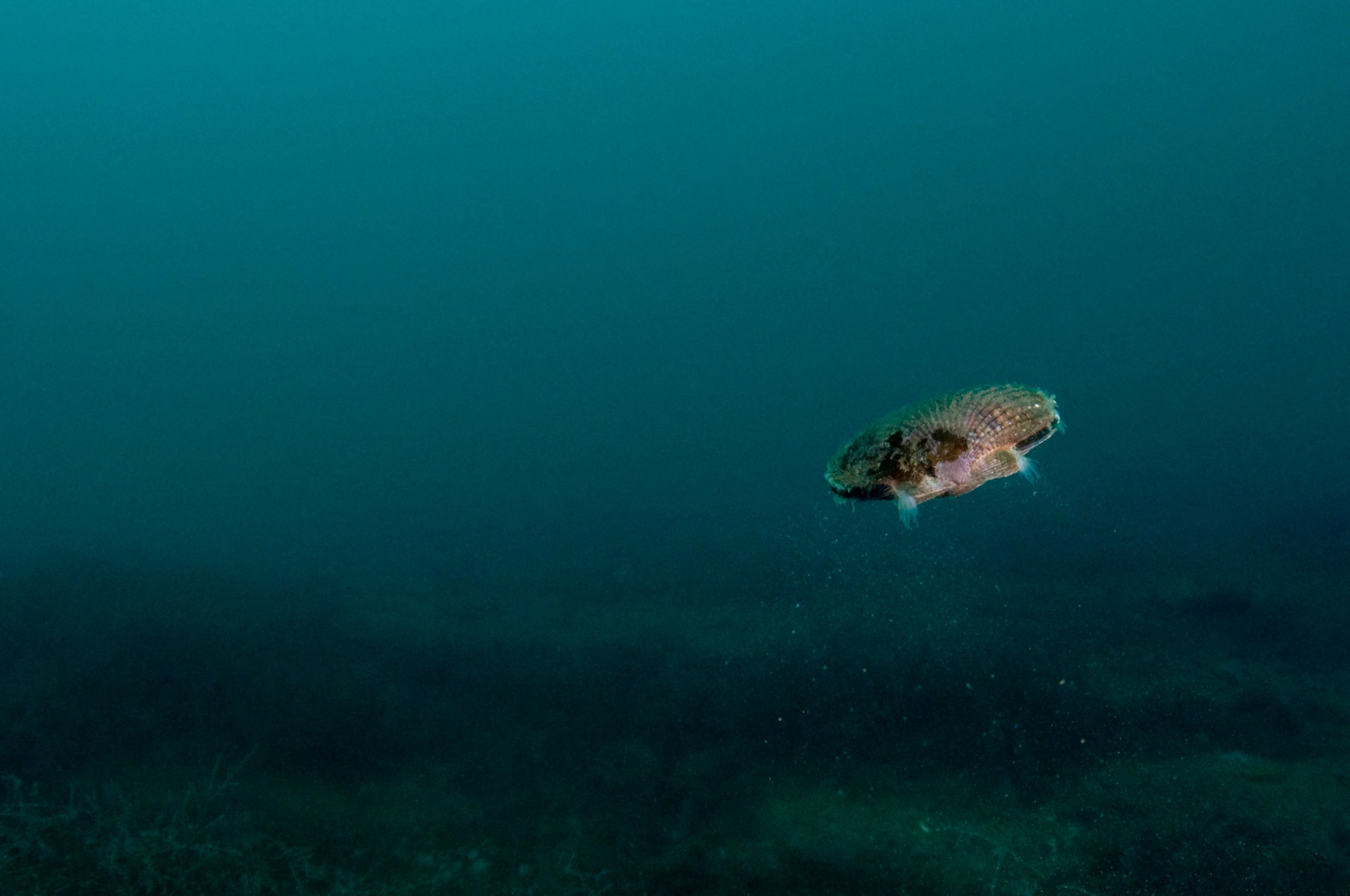 queen scallop swimming in dark water