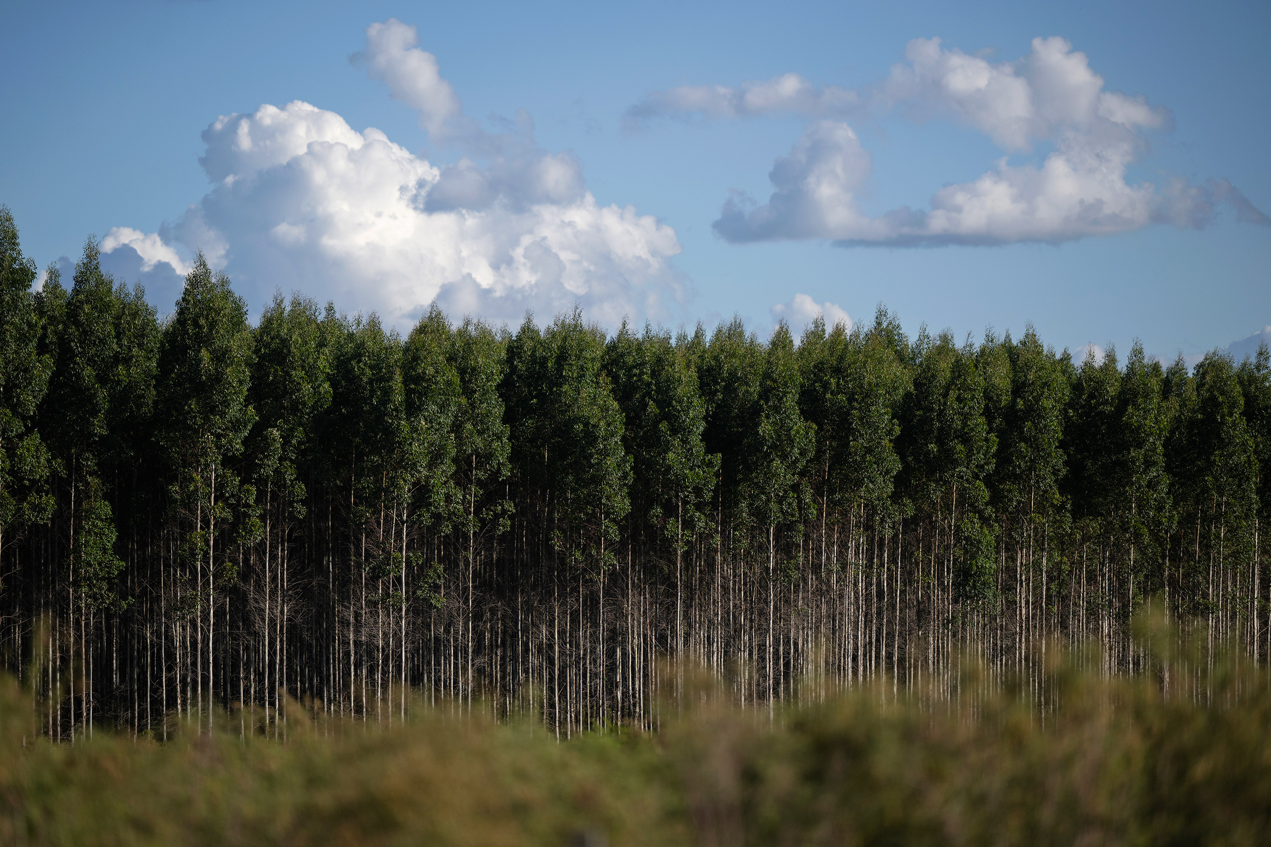 A dense forest of tall, straight trees under a blue sky