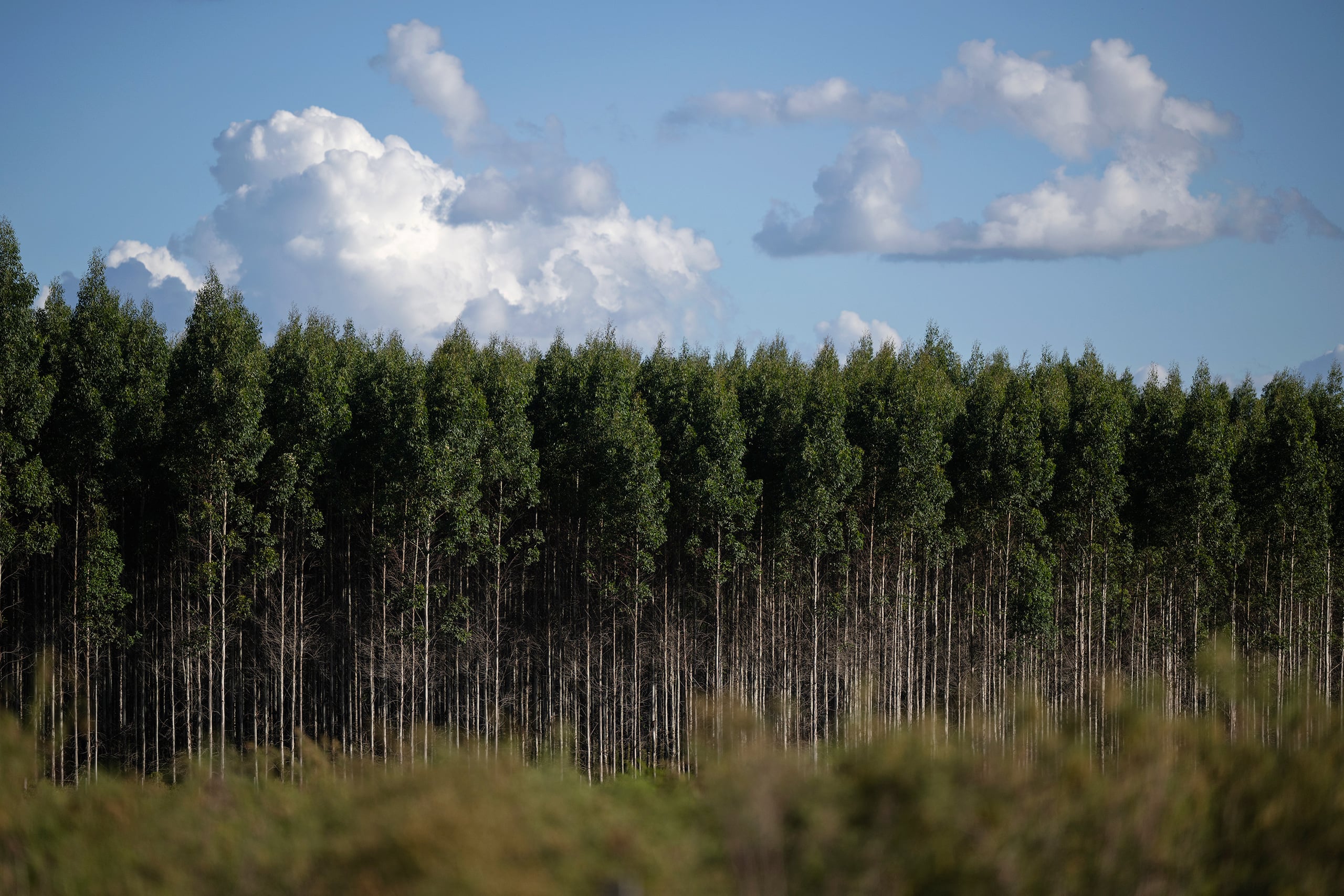 Un denso bosque de árboles altos y rectos bajo un cielo azul