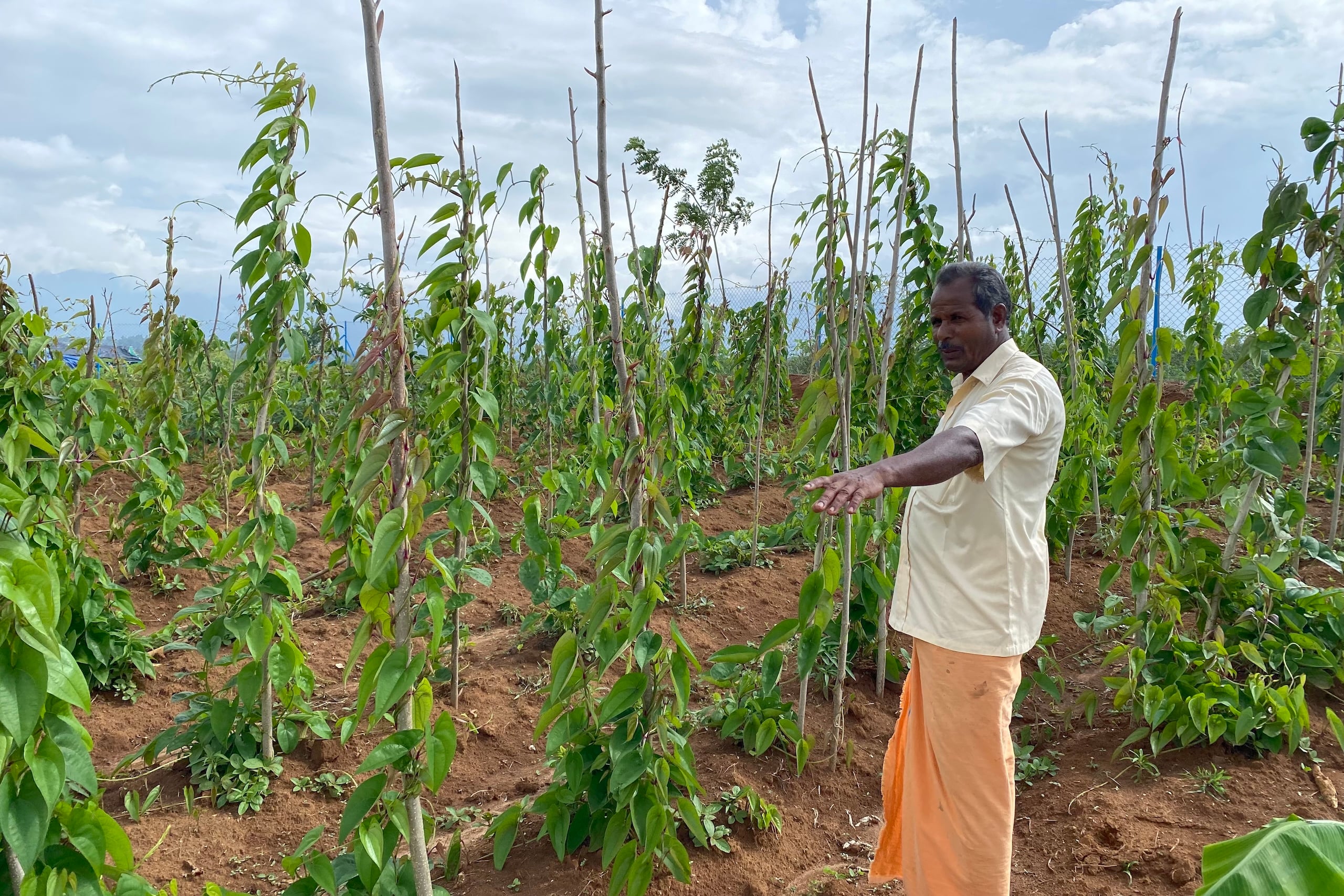 man standing among yam plants