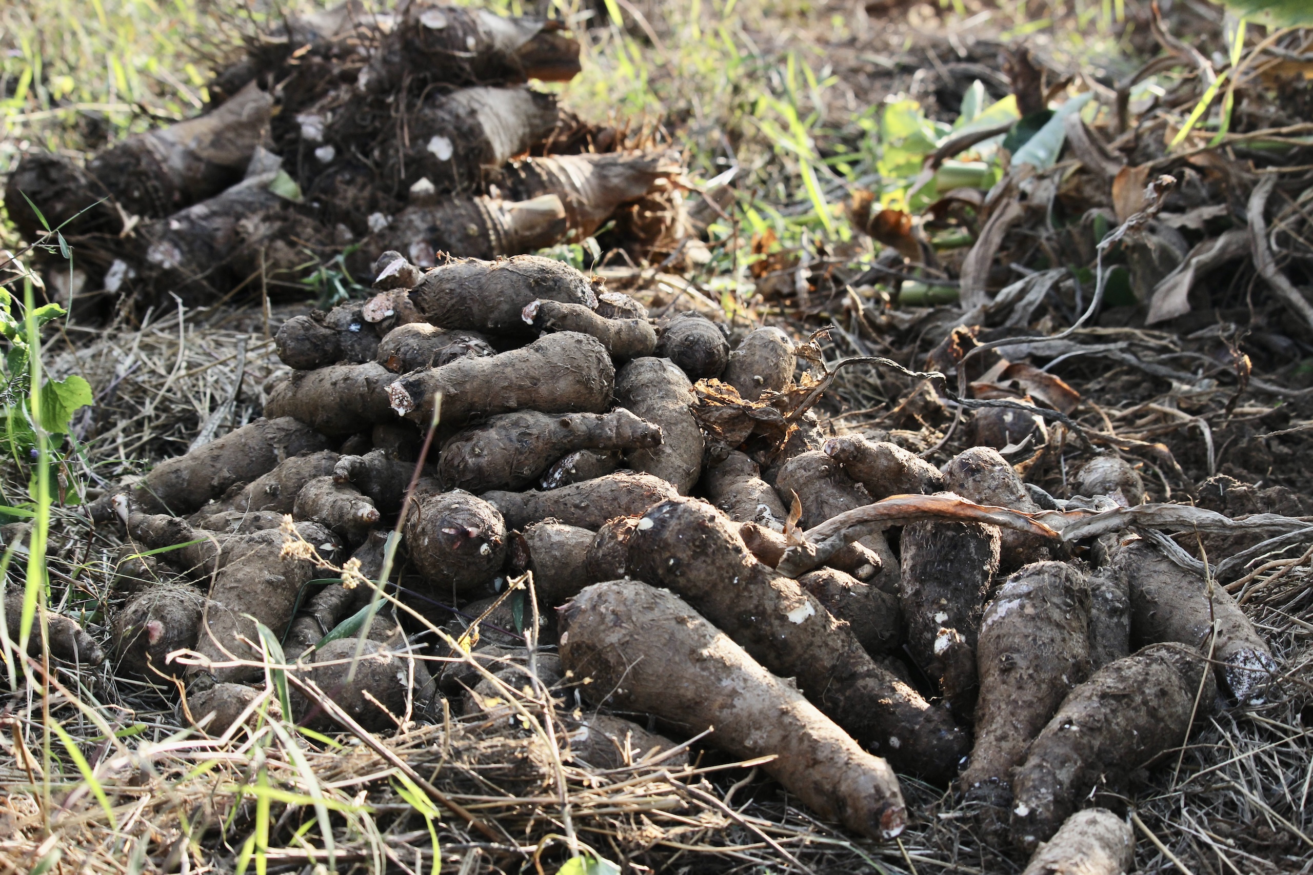 pile of harvested taro 