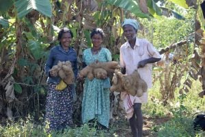 three people holding large yams