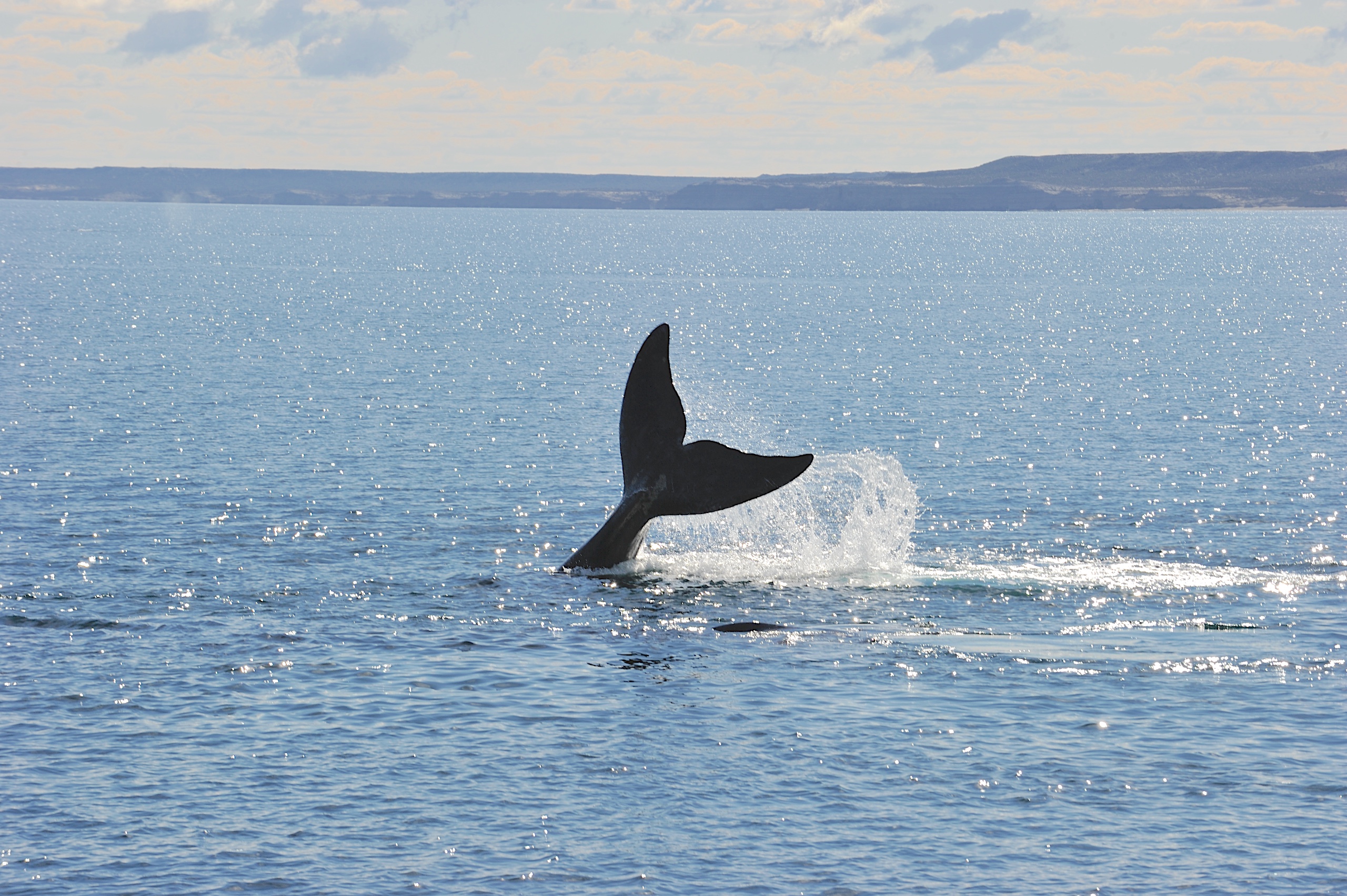 <p>Una ballena franca austral en la Patagonia argentina. El impulso del país por exportar gas natural licuado podría afectar el hábitat de esta emblemática especie (Imagen: Paula Faiferman / Instituto de Conservación de Ballenas)</p>