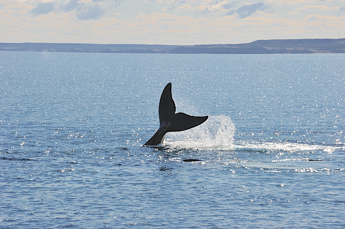 La cola de una ballena emerge de las aguas del océano