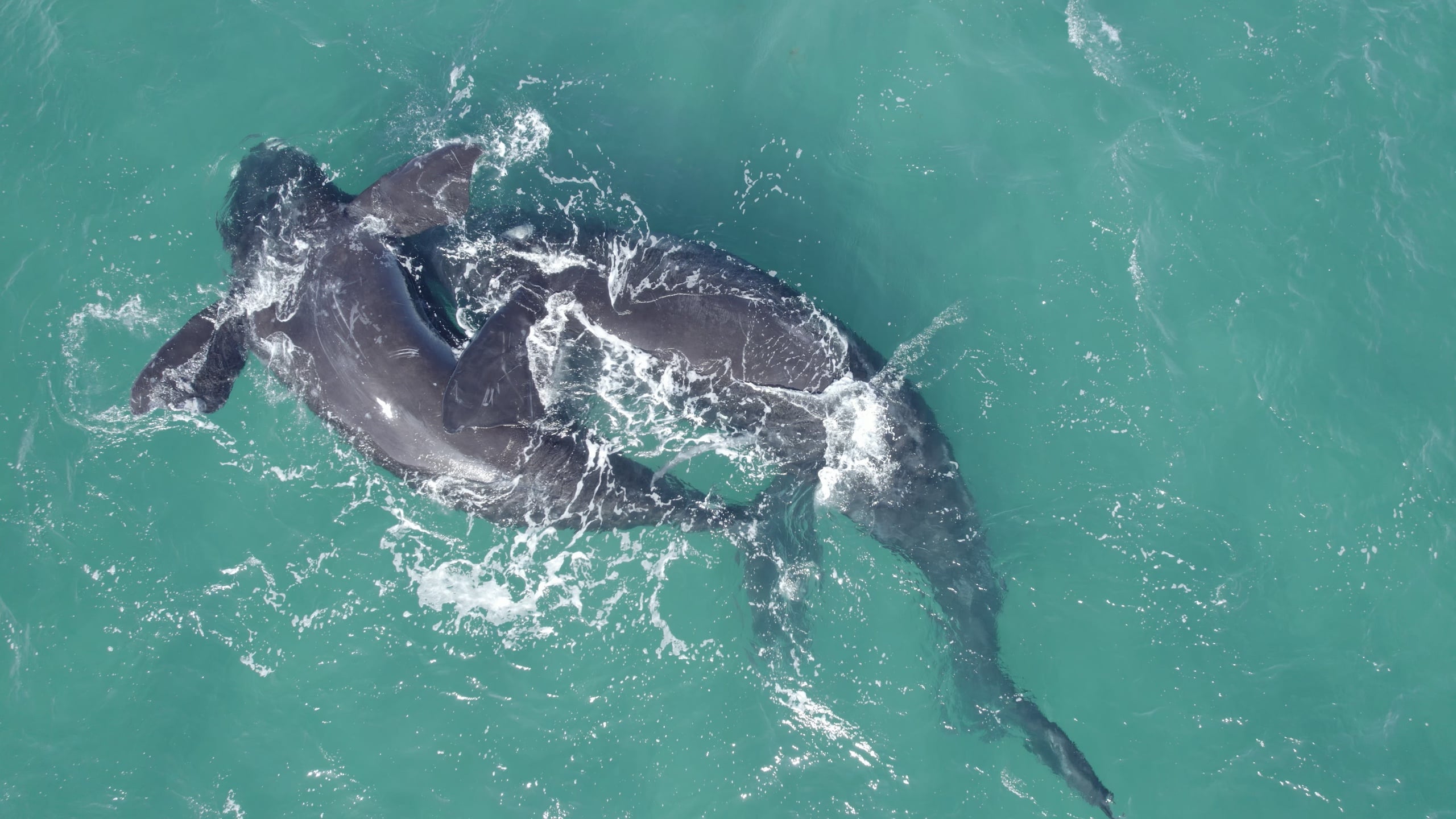 Dos delfines nadan juntos 