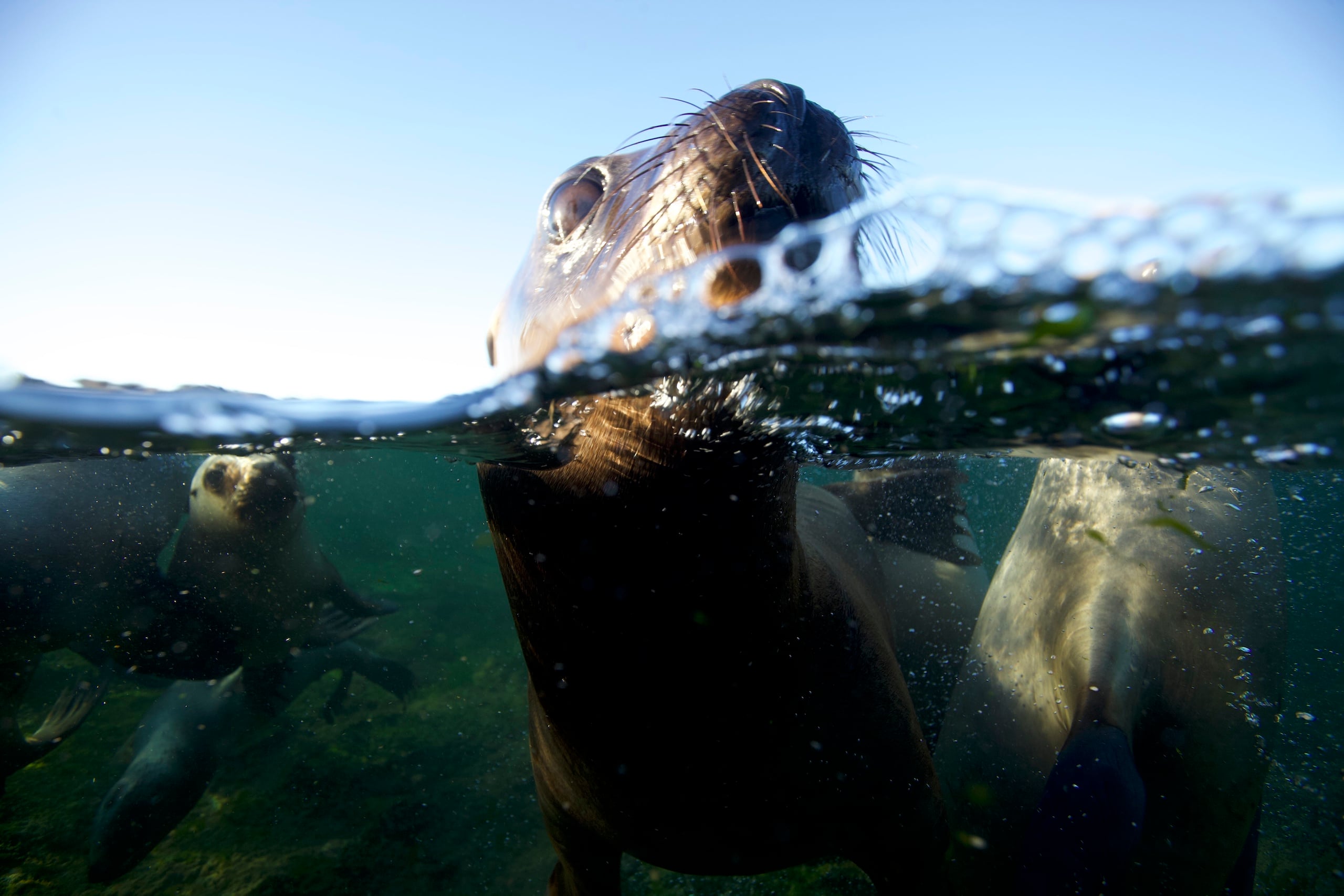 A close-up view of a sea lion's face breaking the water's surface