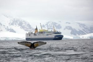 humpback whale near ship