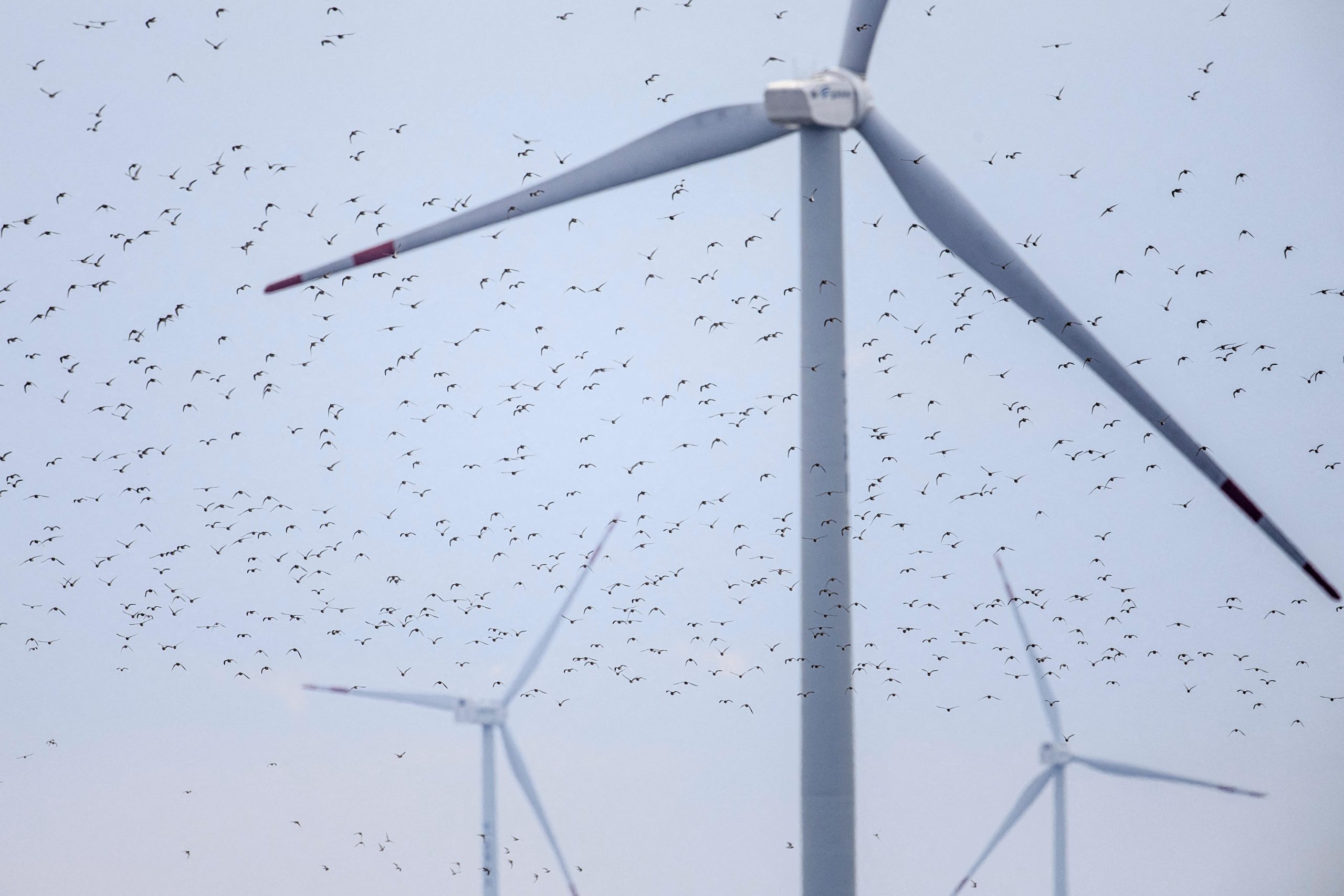 A flock of small birds flies through the sky, passing by several large wind turbines