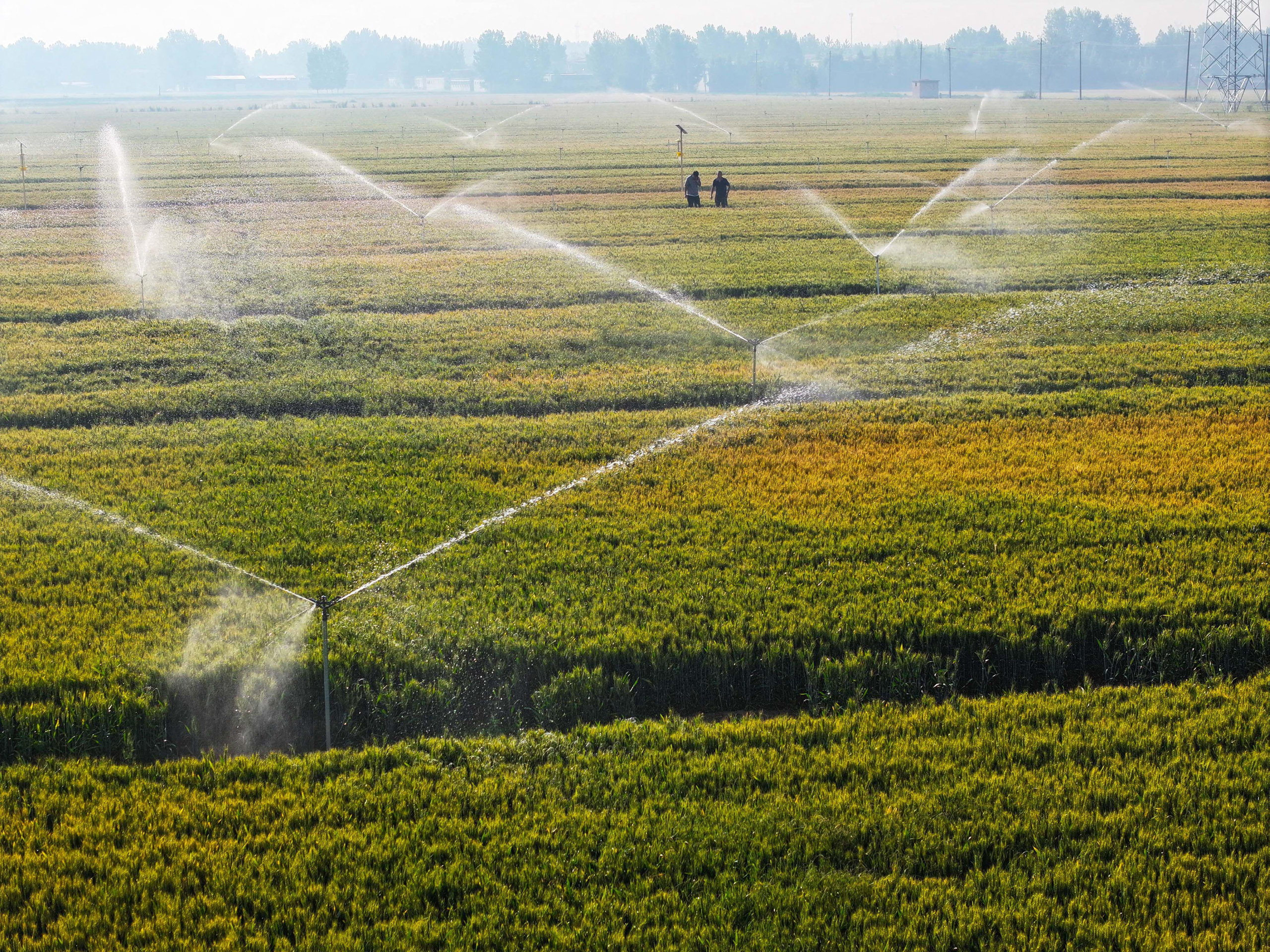 <p>Larger farms can better afford equipment to help cope with extreme weather, such as irrigation systems (Image: Cynthia Lee / Alamy)</p>