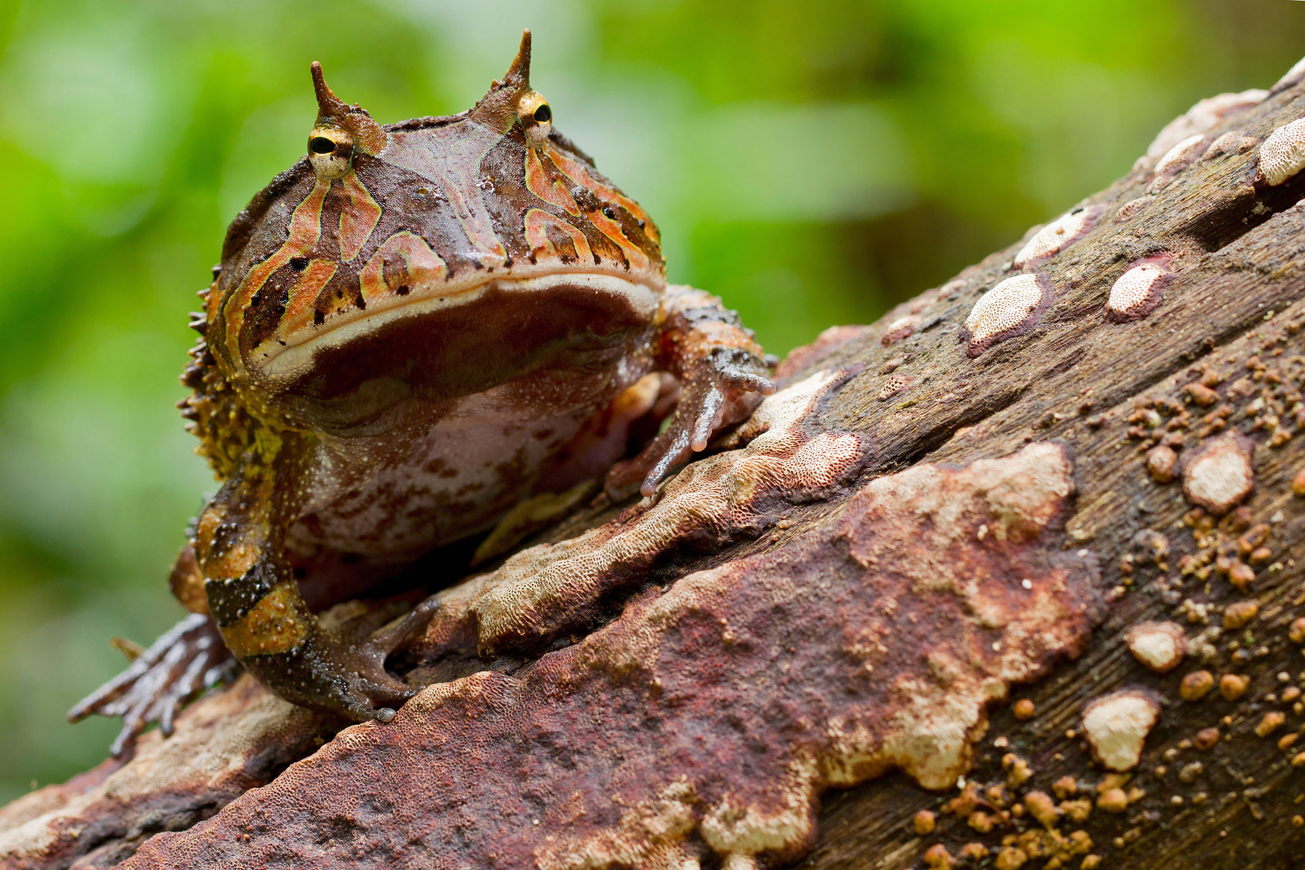 Sapo-de-chifre-da-Amazônia (Ceratophrys cornuta) 