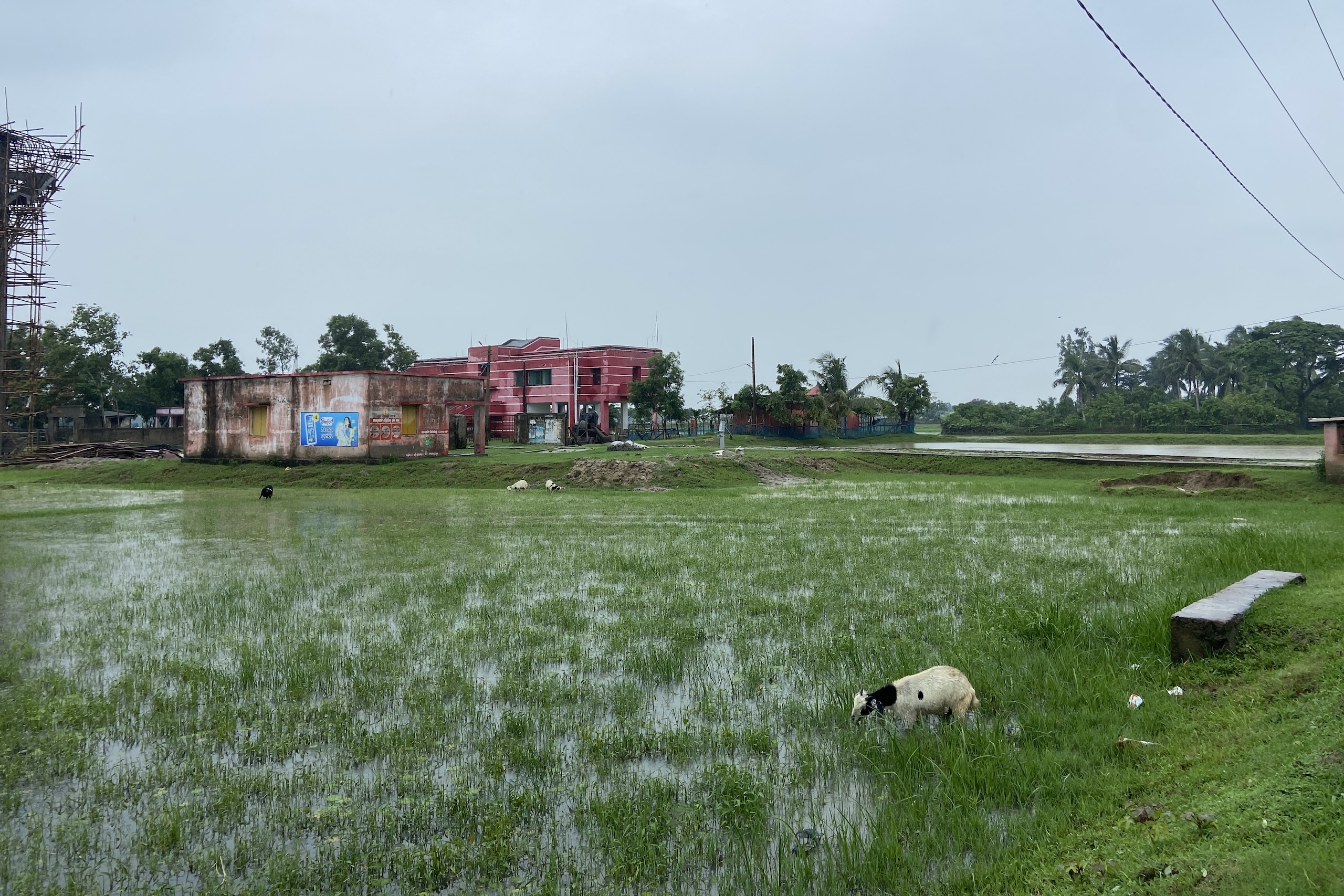 flooded grassy field