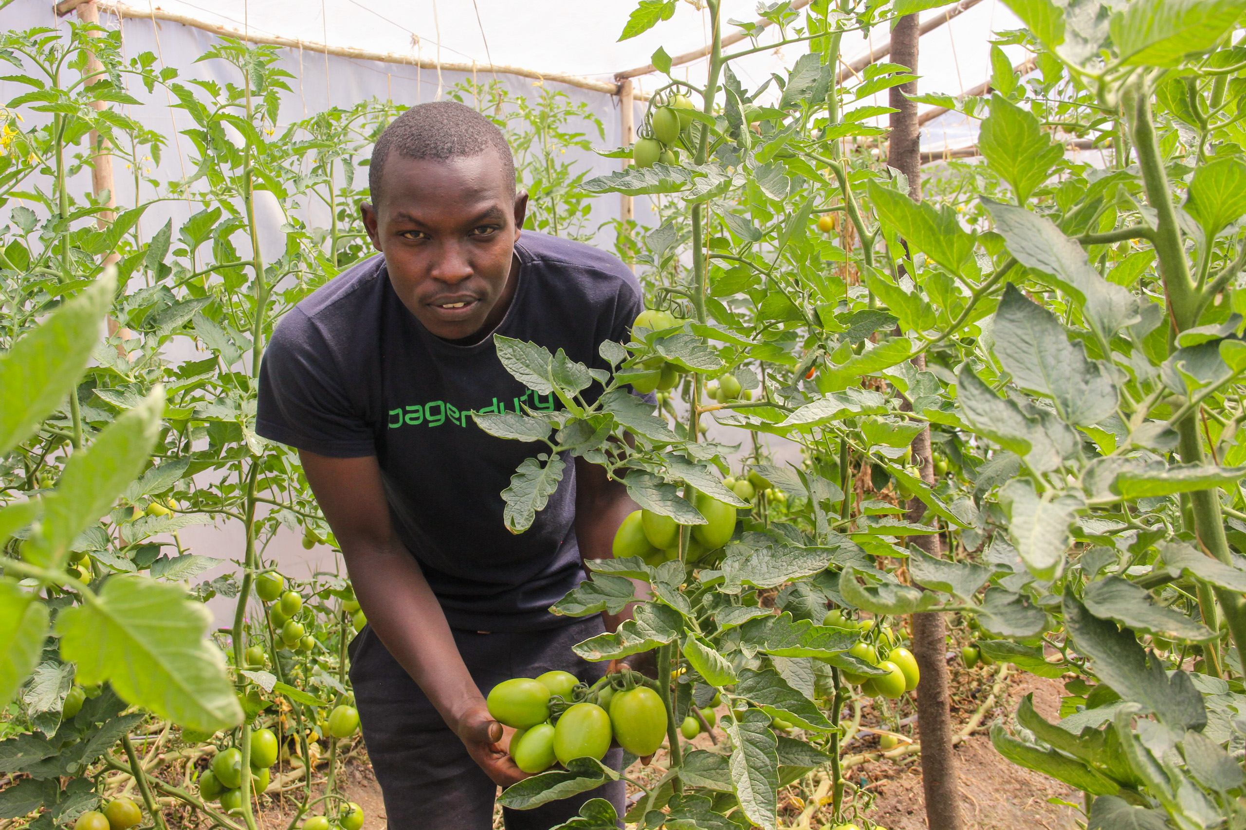 <p>Smallholder Benard Koech is one of the beneficiaries of a China-backed project supporting Kenyan farmers to grow grafted tomatoes. The technique aims to improve the crop’s resilience to disease and climate stress (Image: Duncan Mboyah)</p>