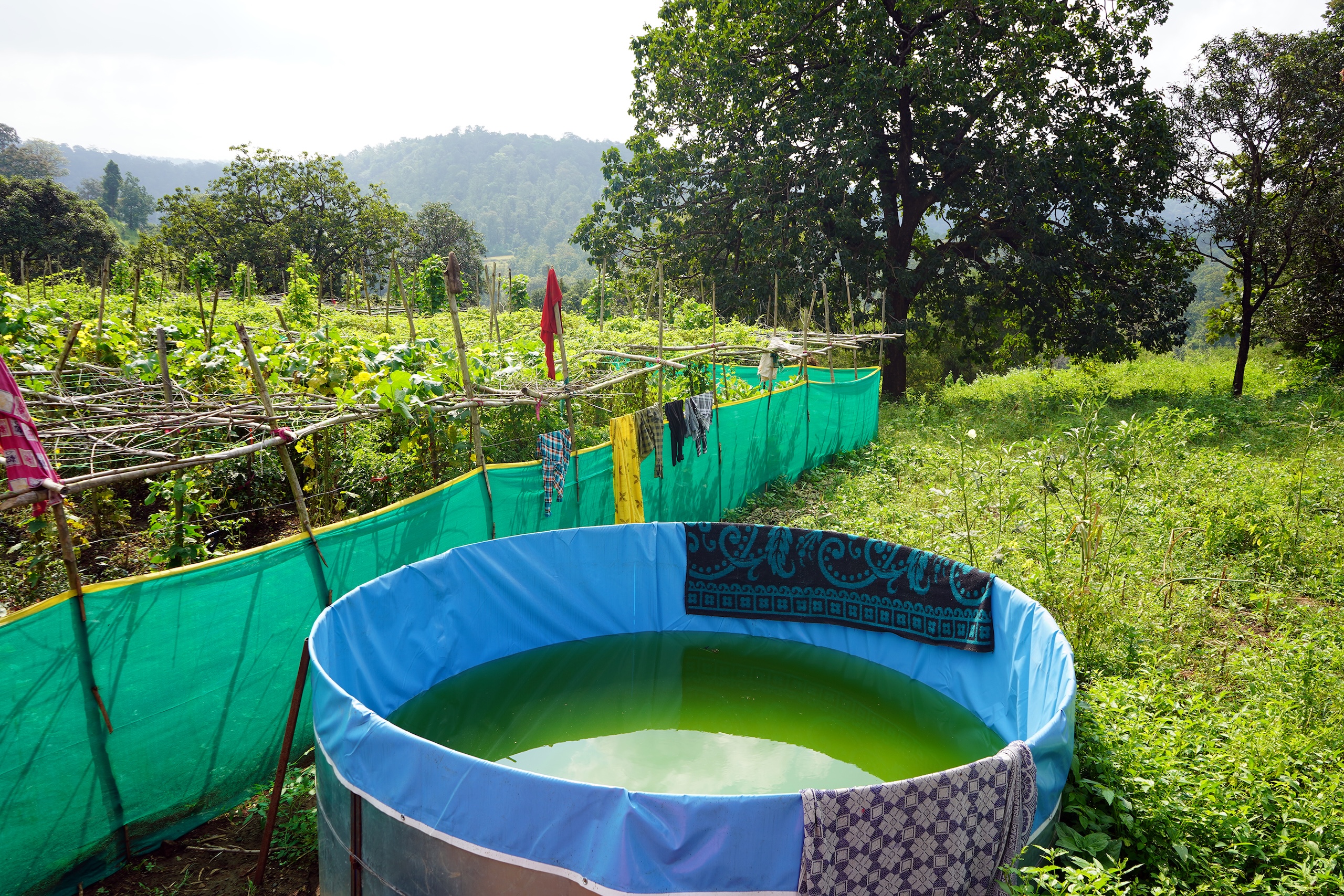 rainwater harvesting tank near rows of vegetables