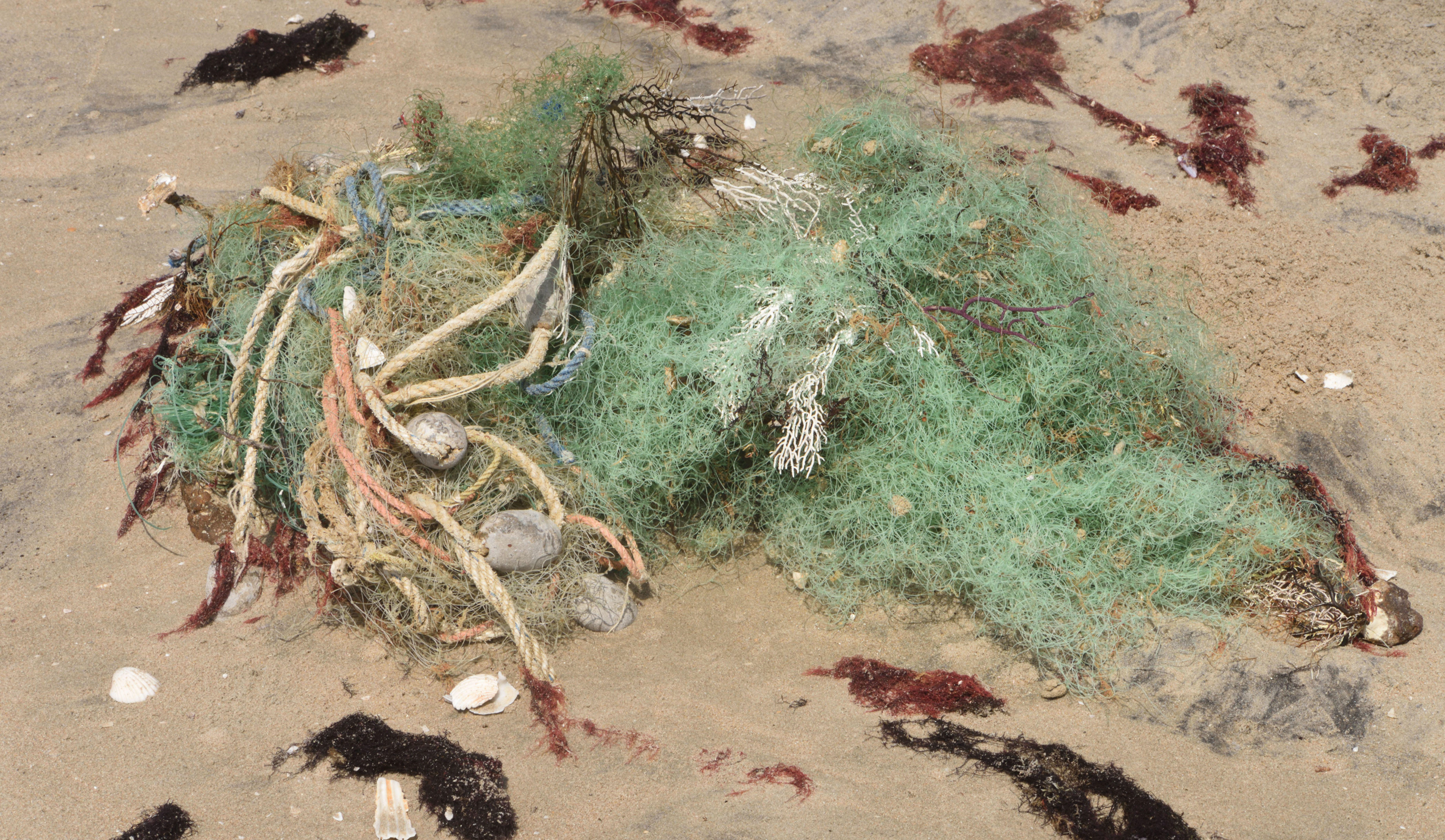 corals tangled in abandoned fishing gear