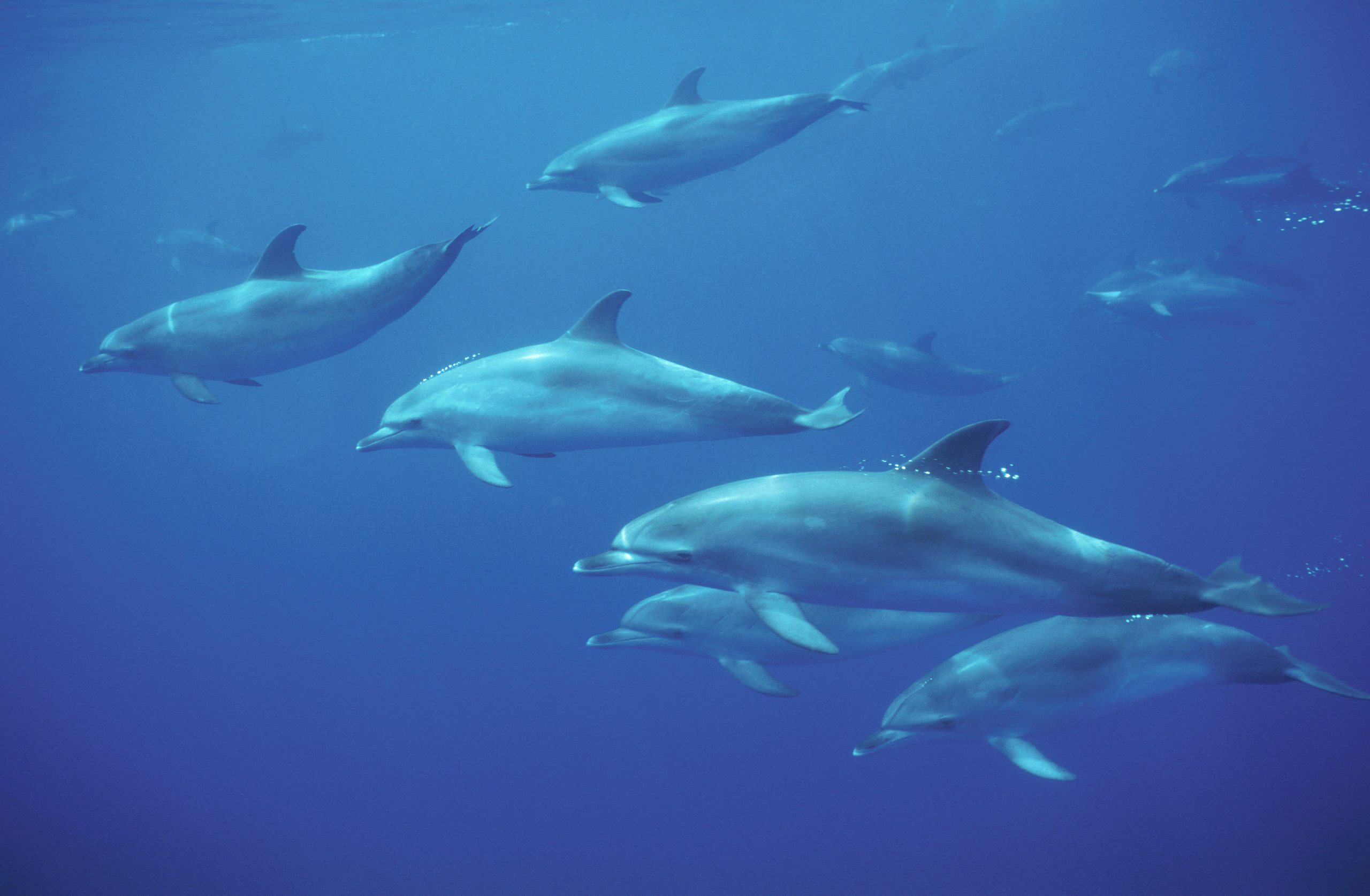 <p>A pod of Atlantic spotted dolphins off the coast of Senegal. Vastly rich ecosystems such as these waters would be protected under a proposed <!-- wp:paragraph -->high seas marine protected area (MPA), one of the world’s first, tracing the West African coastline (Image: Roland Seitre / Minden Pictures / Alamy)</p>
