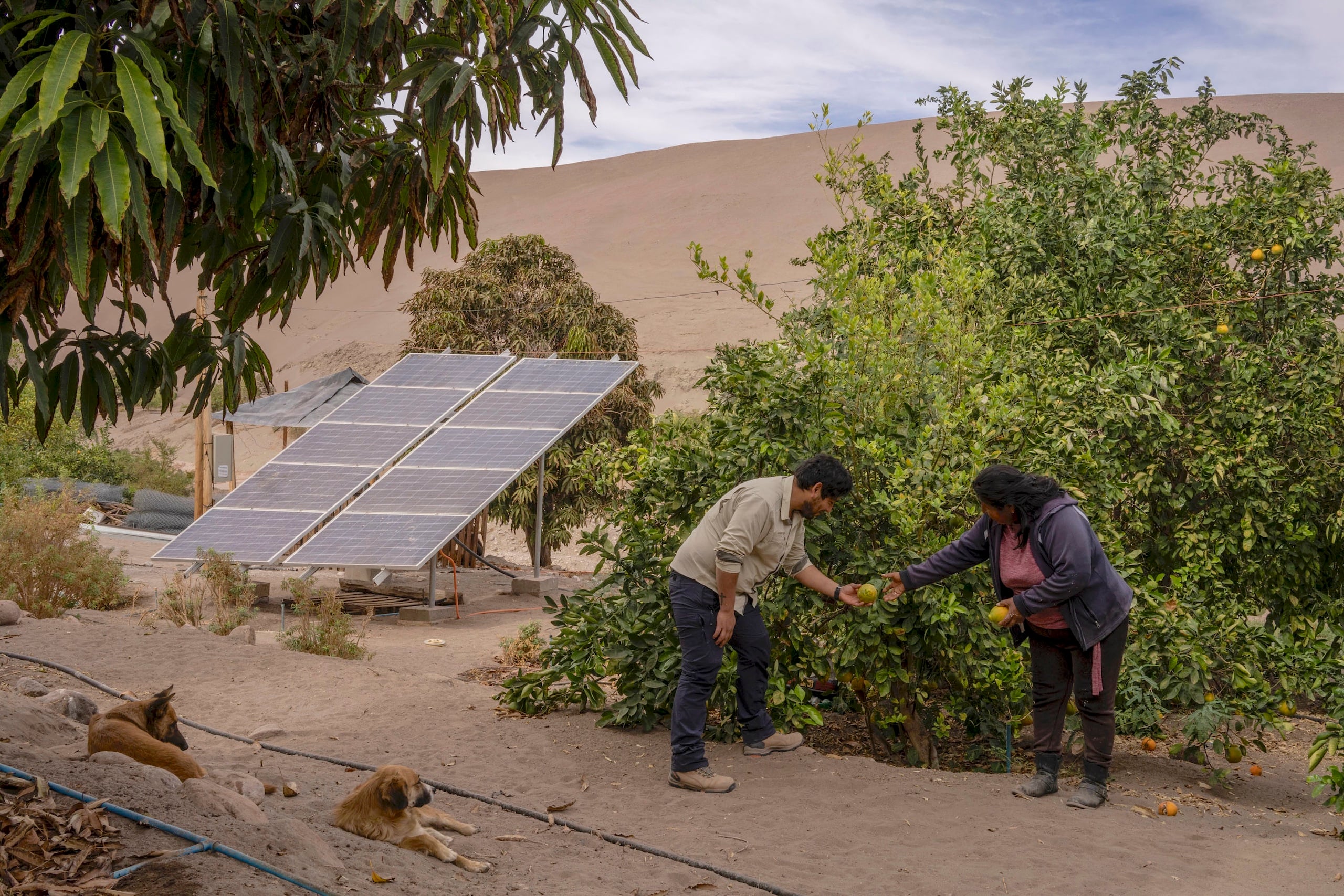 Dos personas cosechando limones al lado de un panel solar