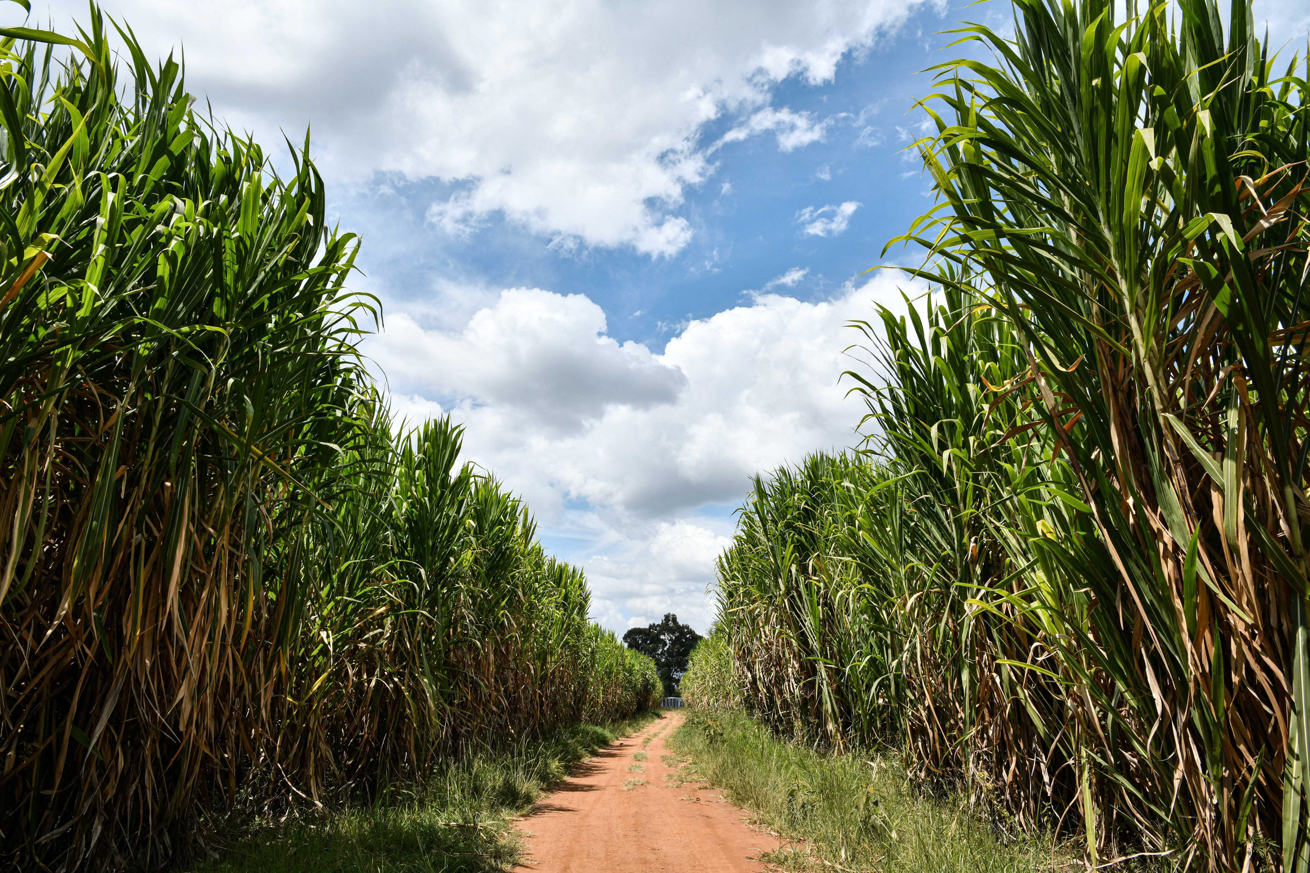 field of juncao