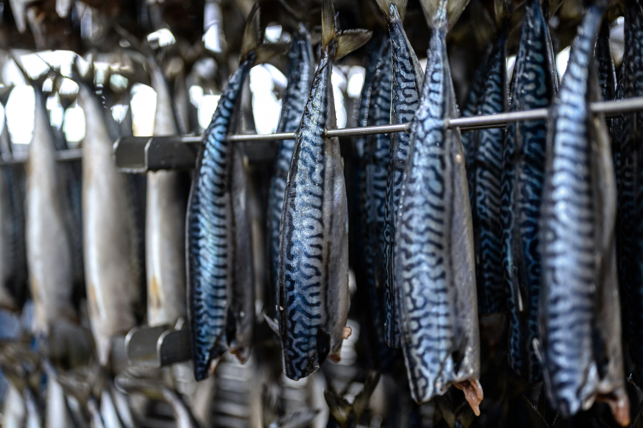 <p>The UN’s Food and Agriculture Organization says fisheries and aquaculture products are the most likely food group to be fraudulently marketed. These are mackerel being prepared for smoking … as far as we know (Image: Andrey Radchenko / Alamy)</p>