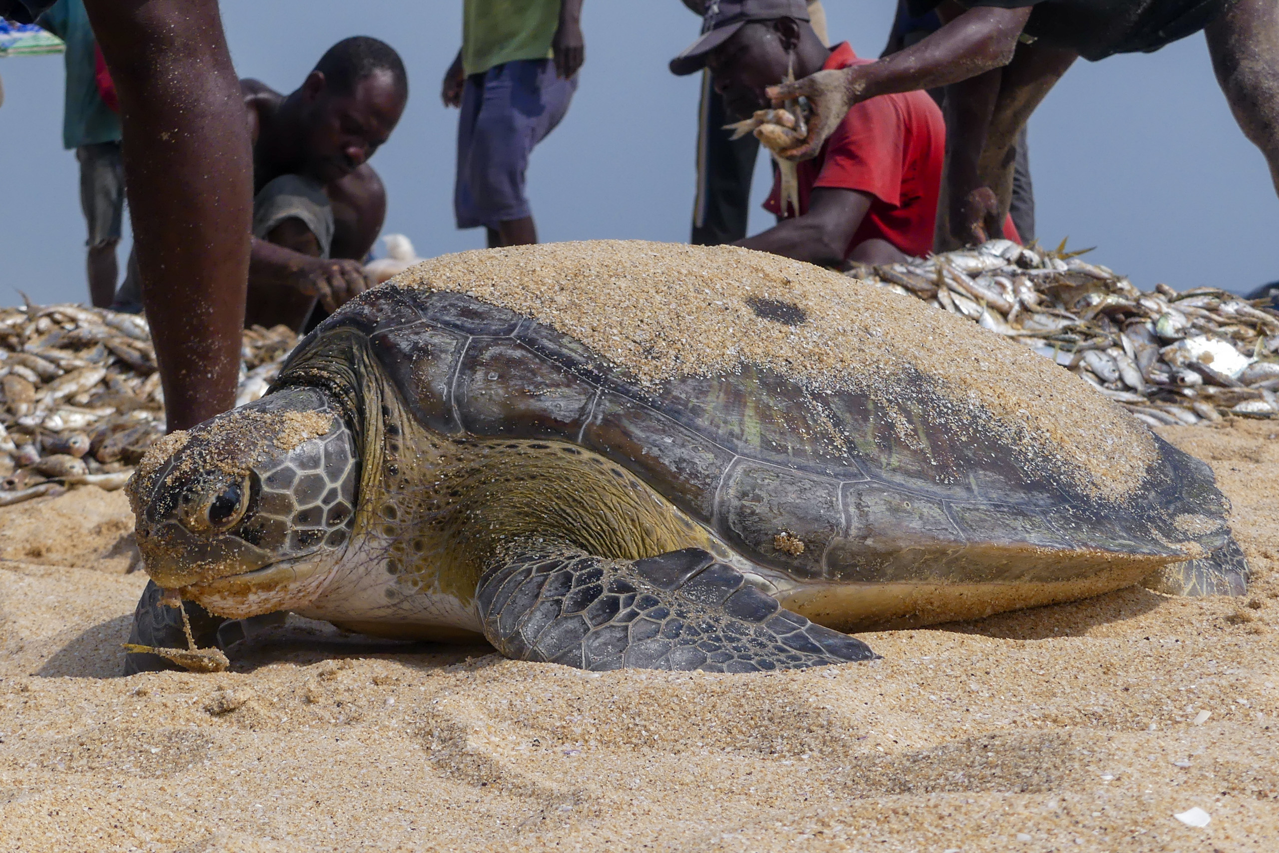 turtle on beach