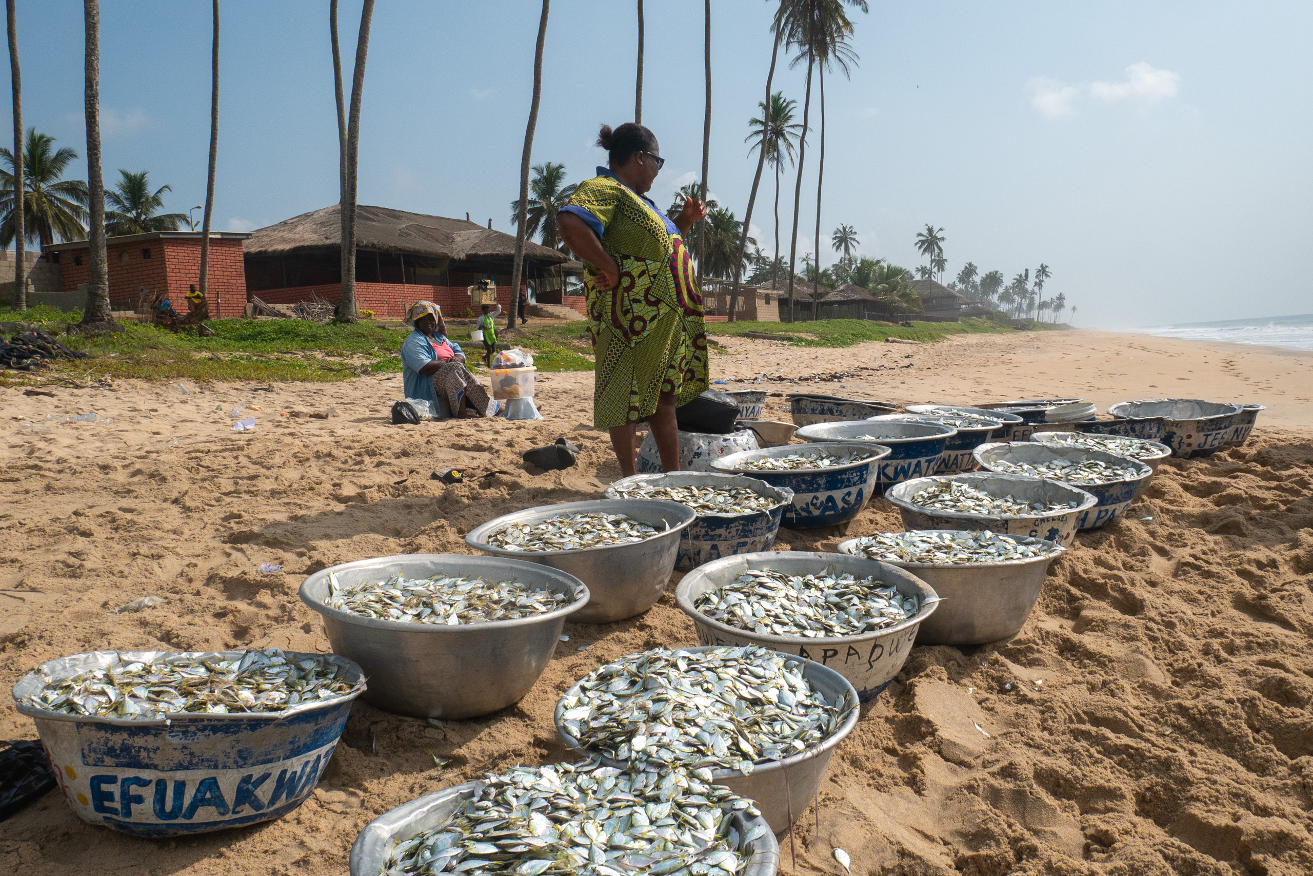 line of basins on beach filled with small pelagic fish