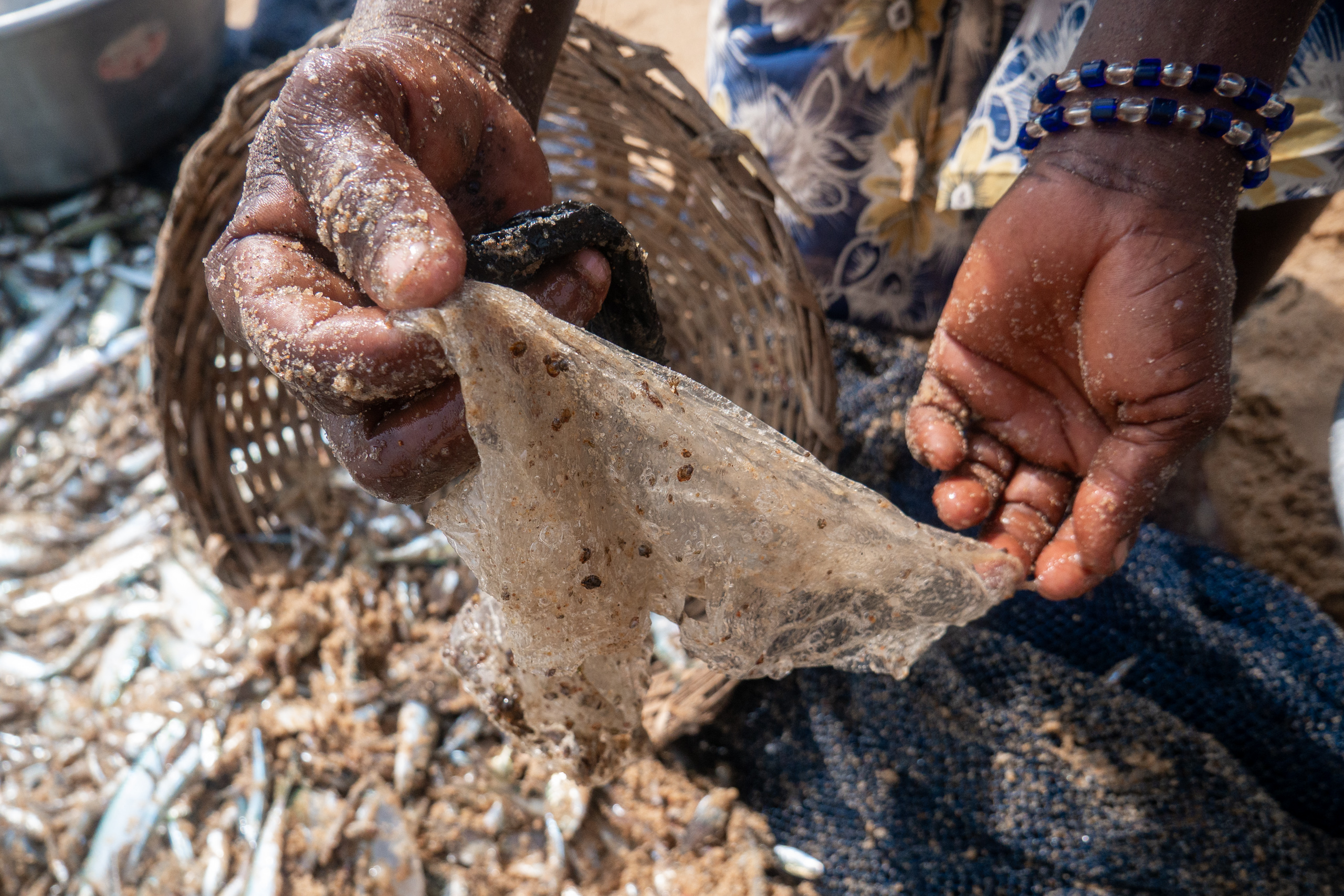 Hands holding a plastic bag covered in sand and some baby shellfish